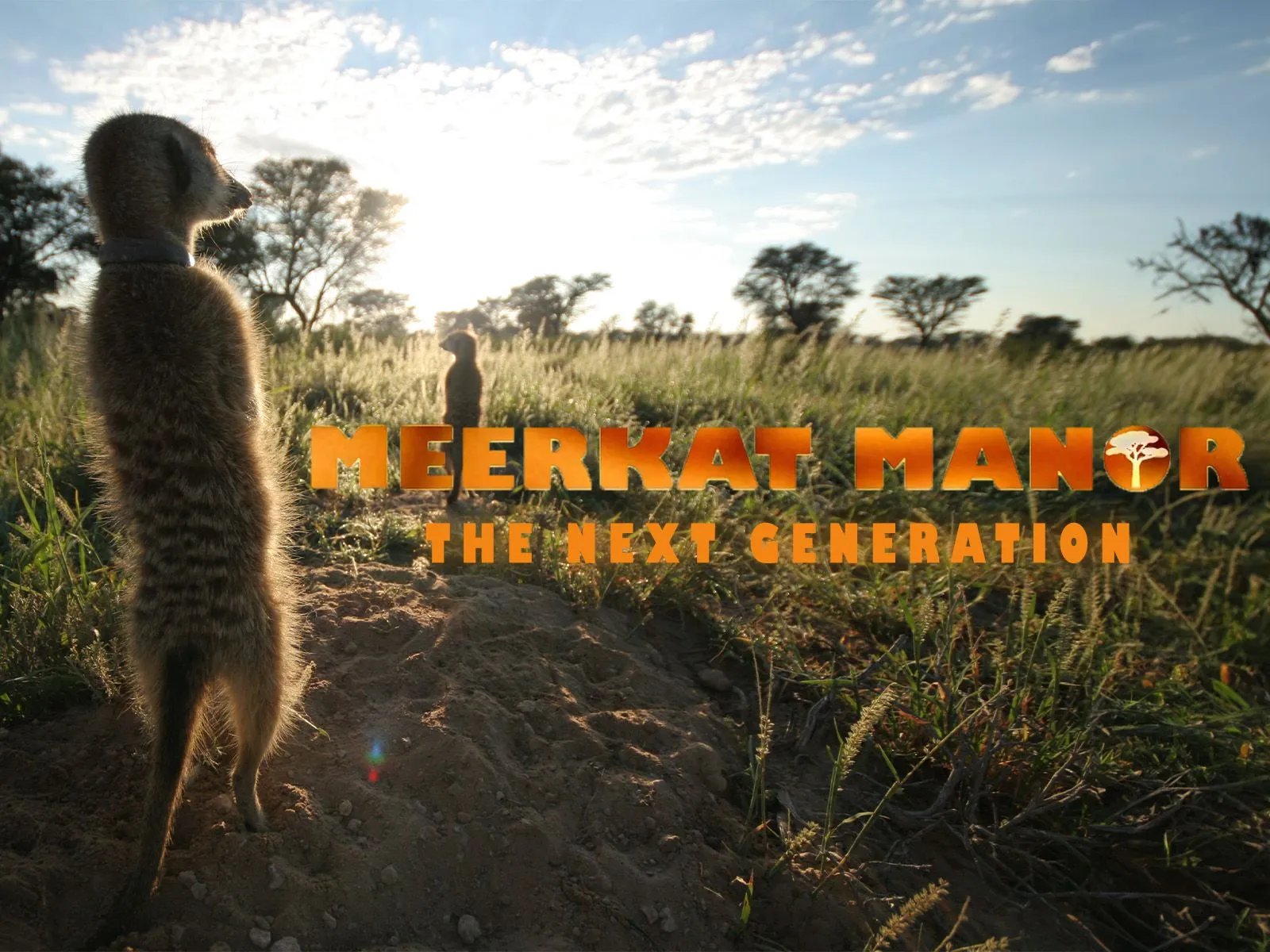 Watch Meerkat Manor: The Next Generation