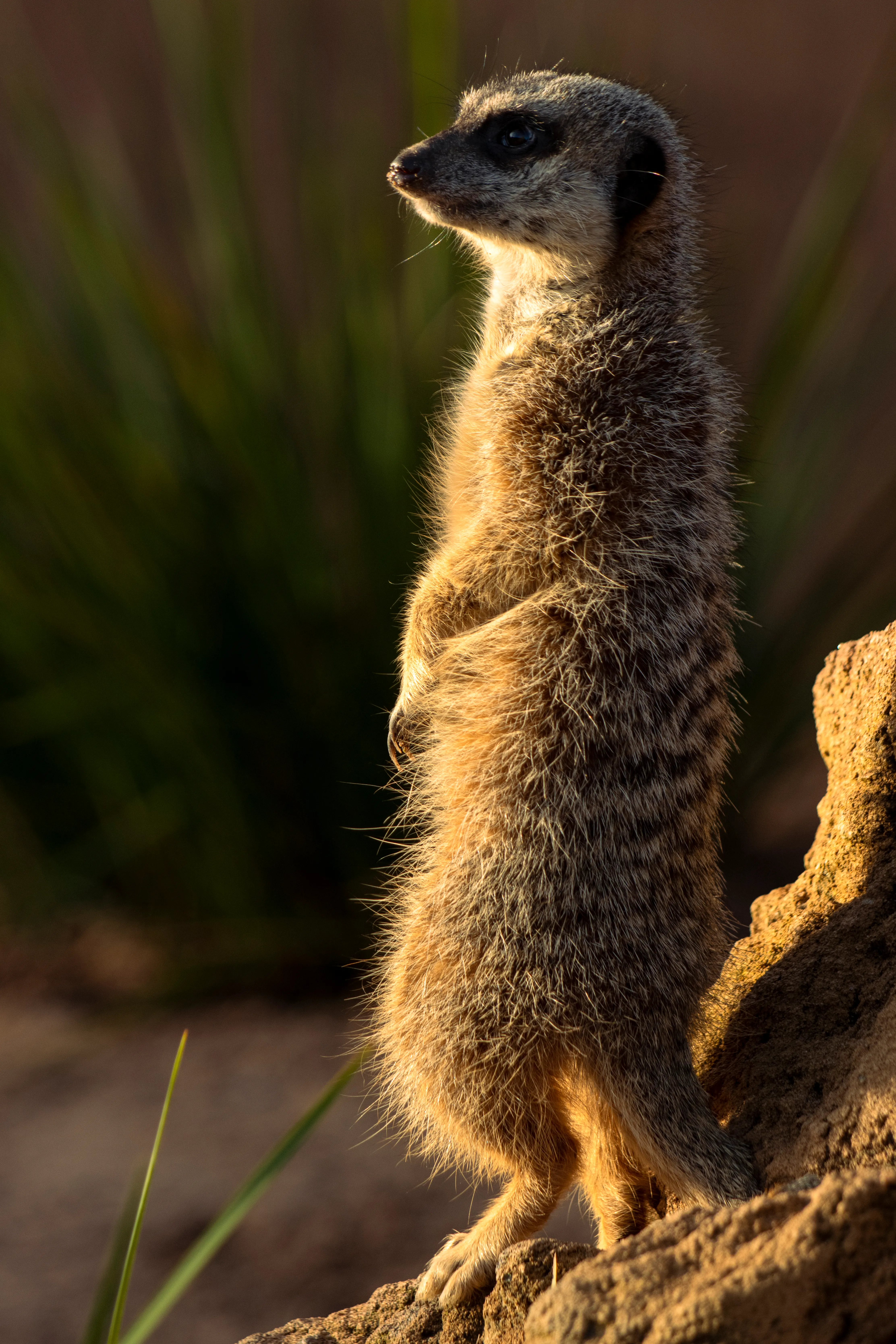 Meerkat Manor Photo, Download The BEST Free Meerkat Manor & HD Image