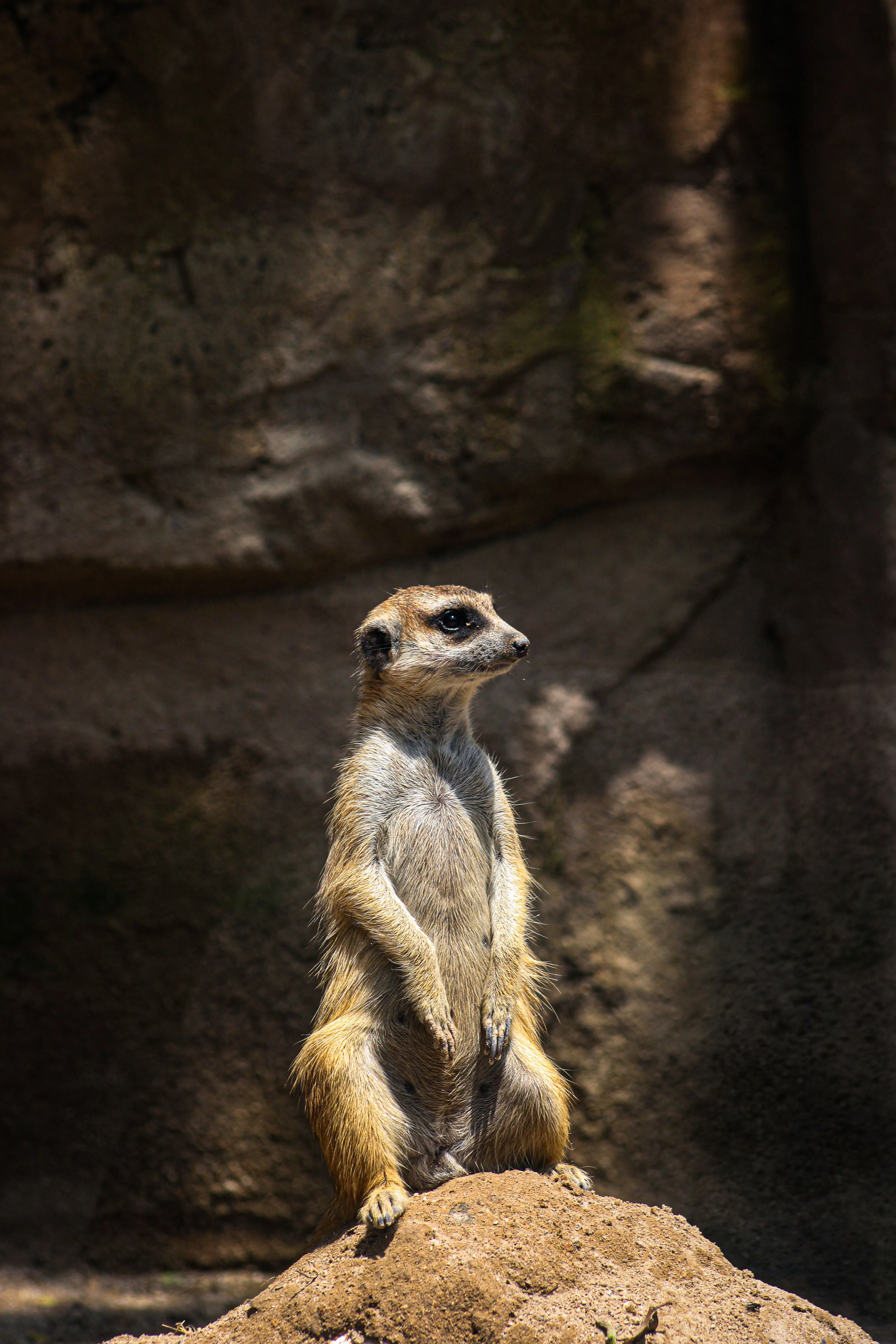 Meerkat Manor Photo, Download The BEST Free Meerkat Manor & HD Image