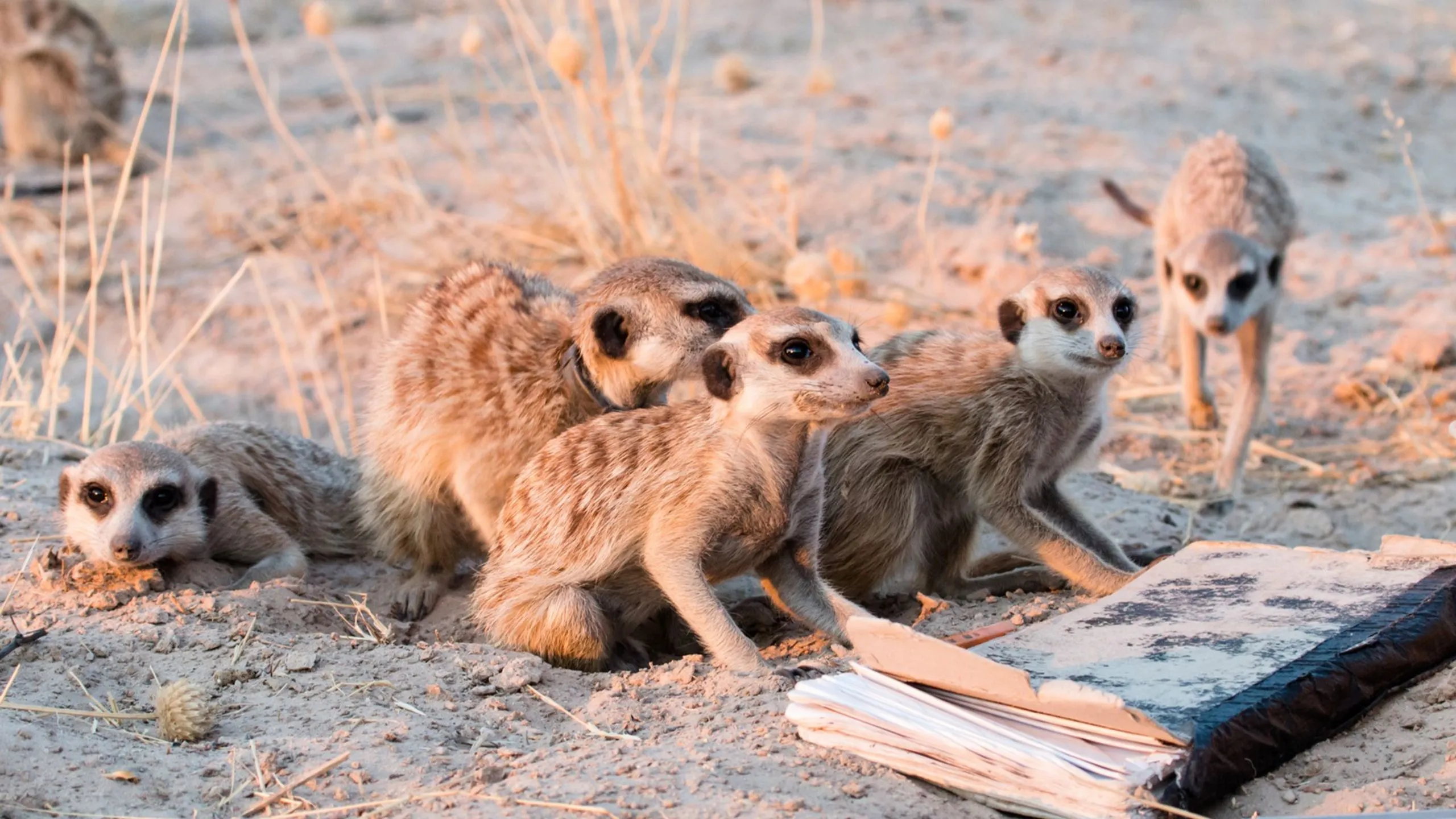 Monitoring the Meerkats of the Kalahari. University of Cambridge