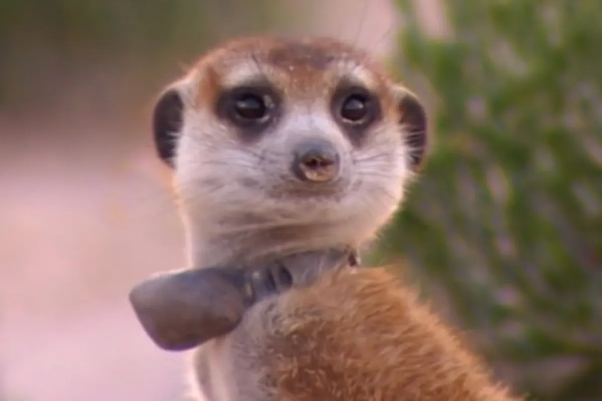 Meerkat Manor'. Decider. Where To Stream Movies & Shows on Netflix, Hulu, Amazon Prime, HBO Max