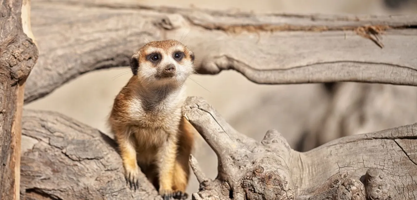 Meerkat Manor in the Kalahari