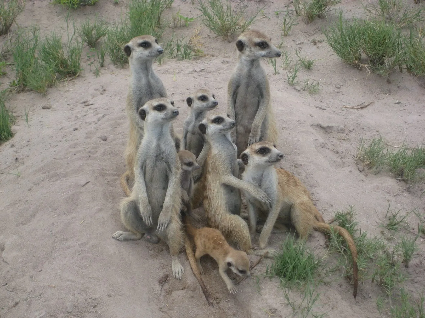 A Day at Meerkat Manor. How television can inspire a memorable. by Oksana Kukurudza's Sunflowers Rarely Break
