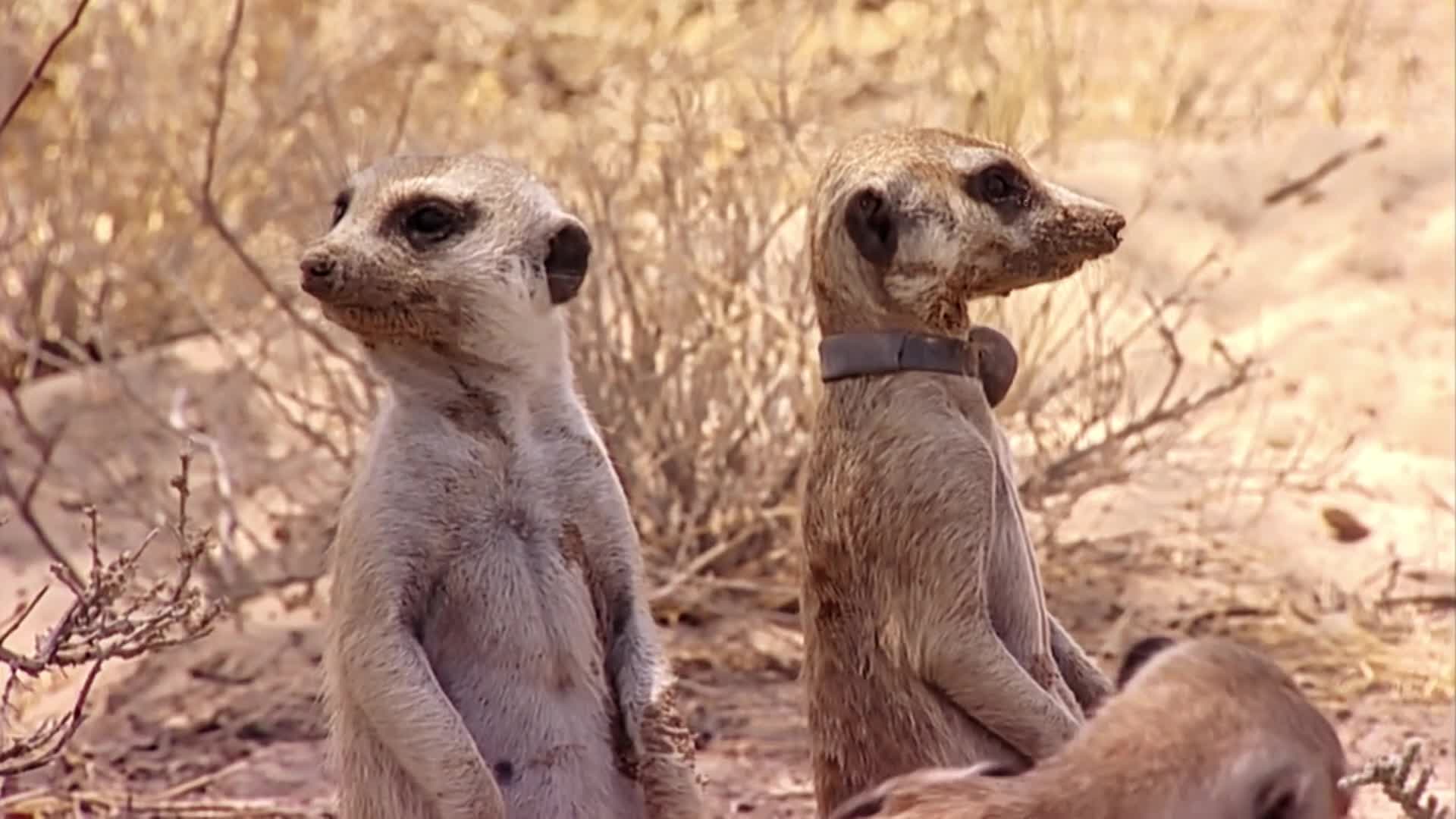 Meerkat Manor