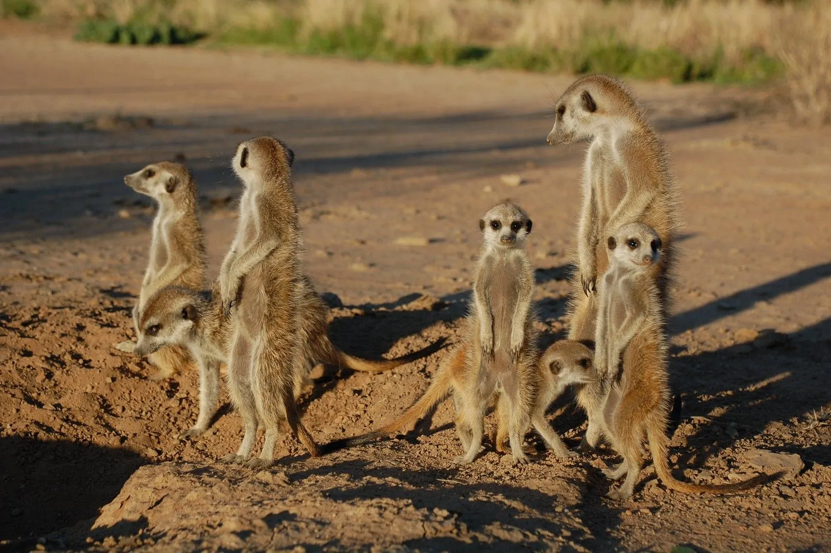 Meerkat Manor