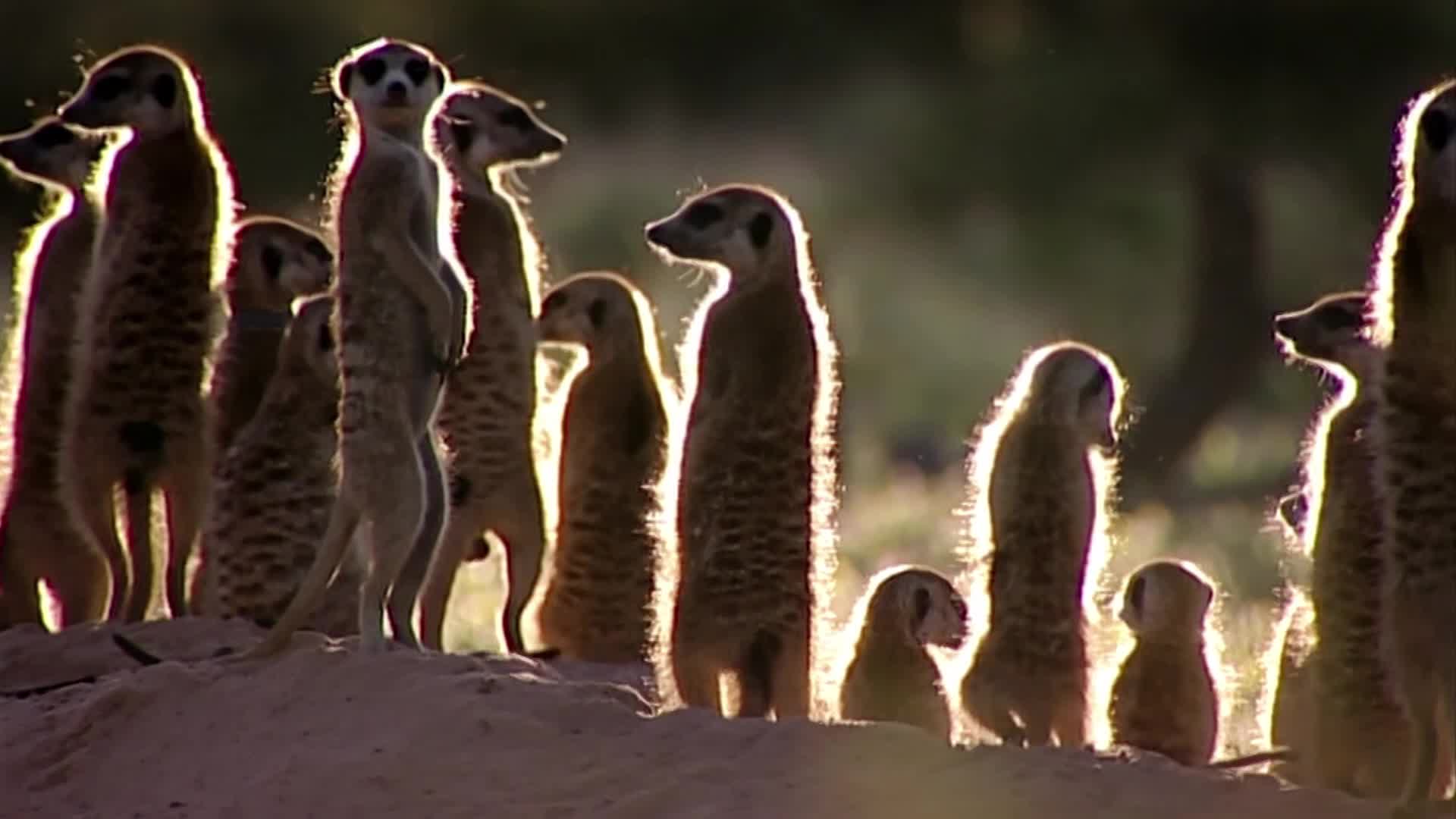 Meerkat Manor