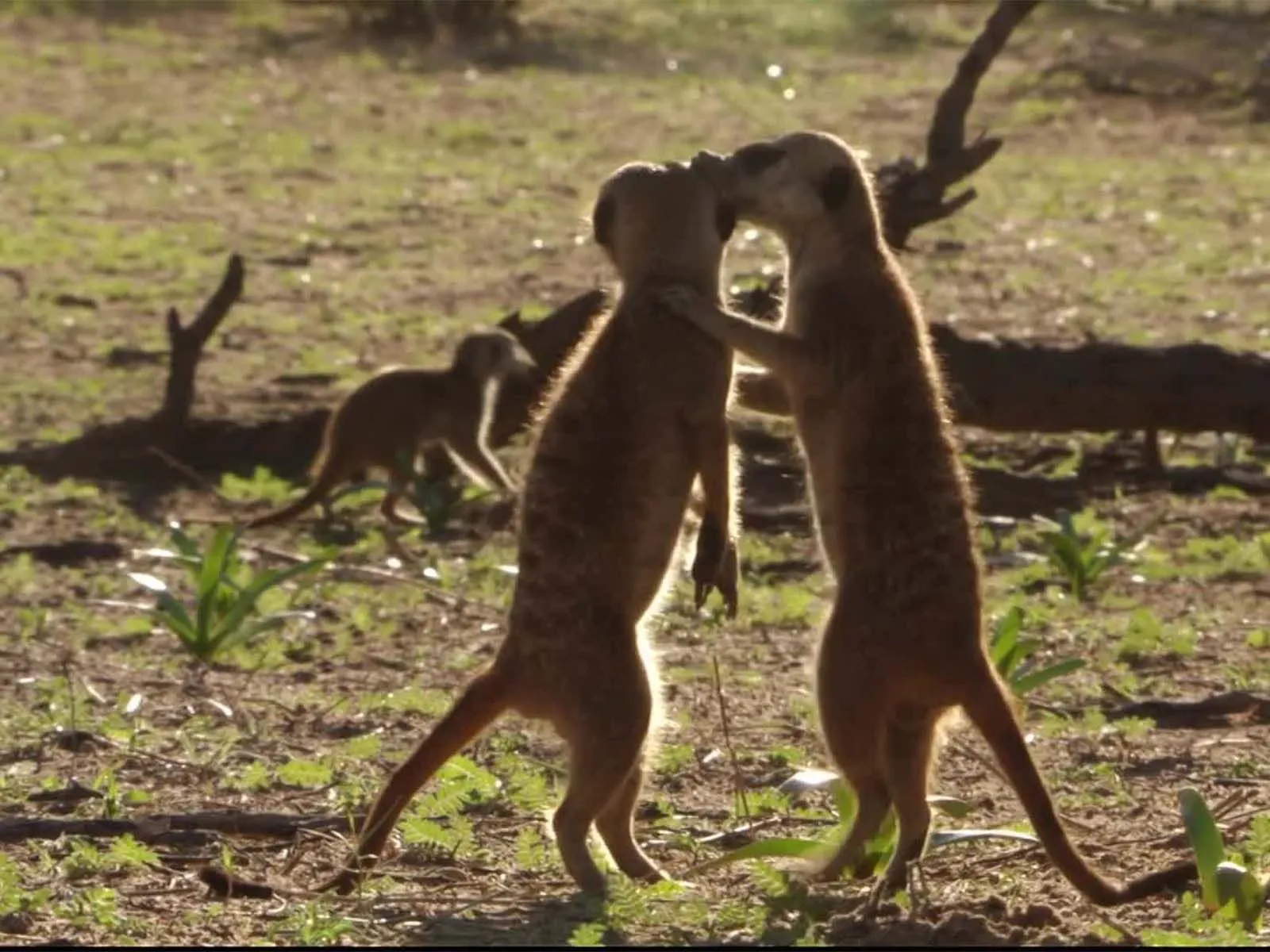 Watch Meerkat Manor: The Next Generation