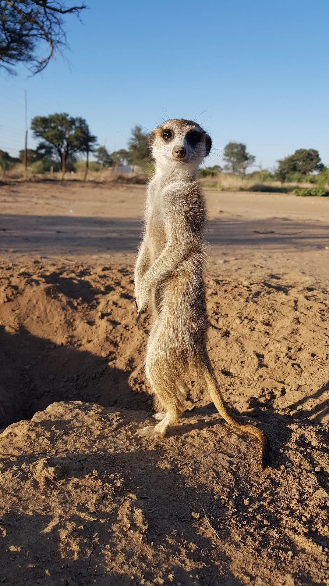 Meerkat Manor