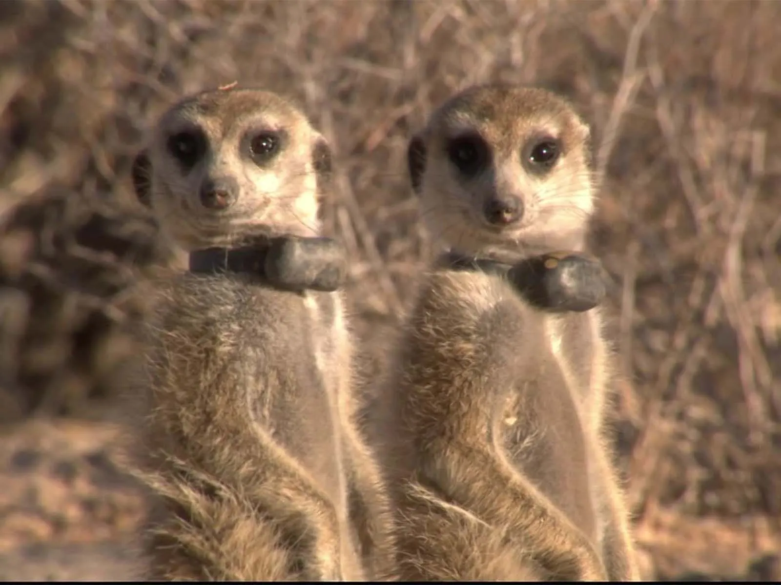 Watch Meerkat Manor: The Next Generation