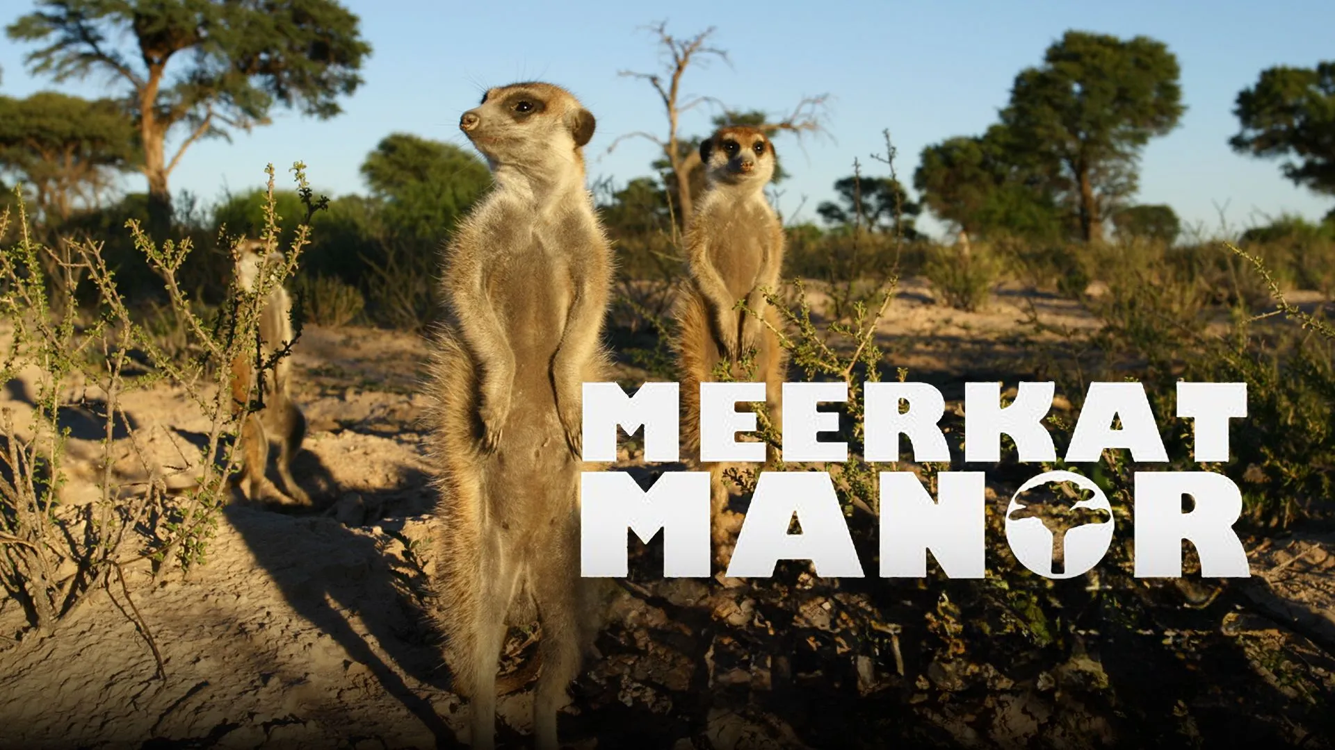 Meerkat Manor
