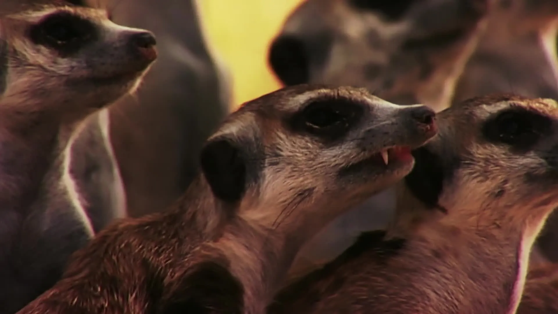 Meerkat Manor