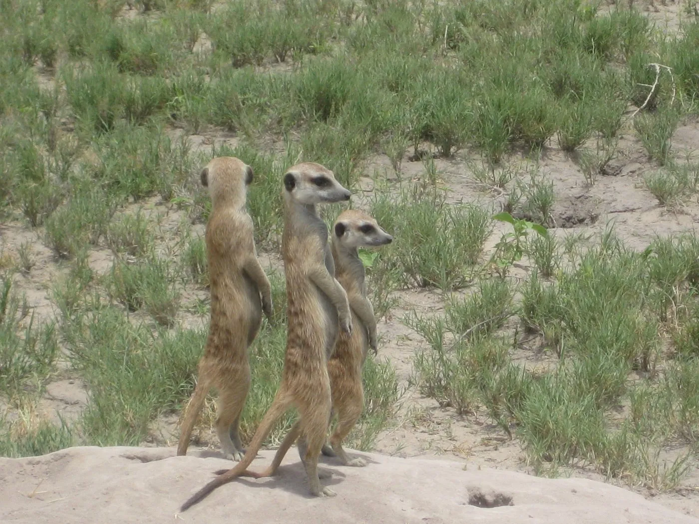 A Day at Meerkat Manor. How television can inspire a memorable. by Oksana Kukurudza's Sunflowers Rarely Break