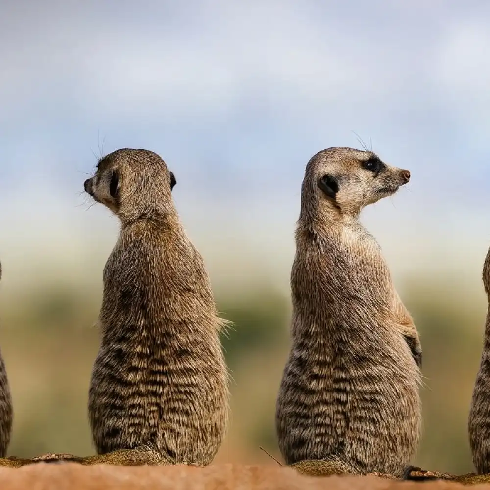Departure From Windhoek. Naankuse Meerkat Manor 2hr Close Encounter Half Day Tour