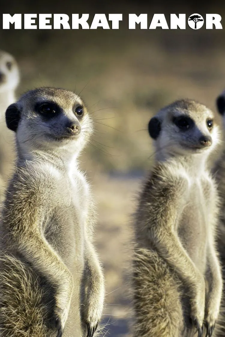 Meerkat Manor, The Free Social Encyclopedia