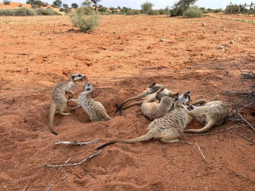 Meerkat Memories