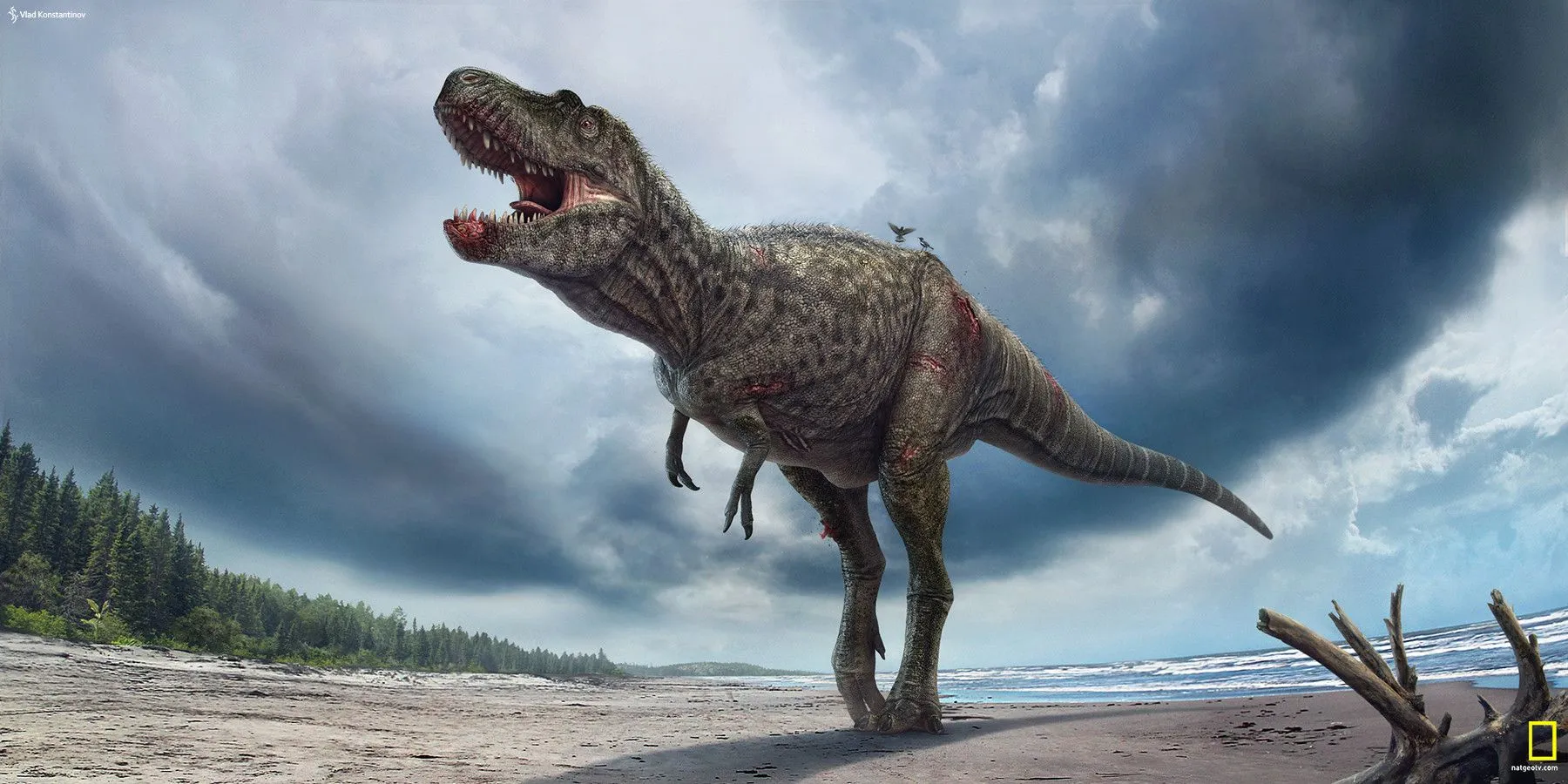 Gorgosaurus