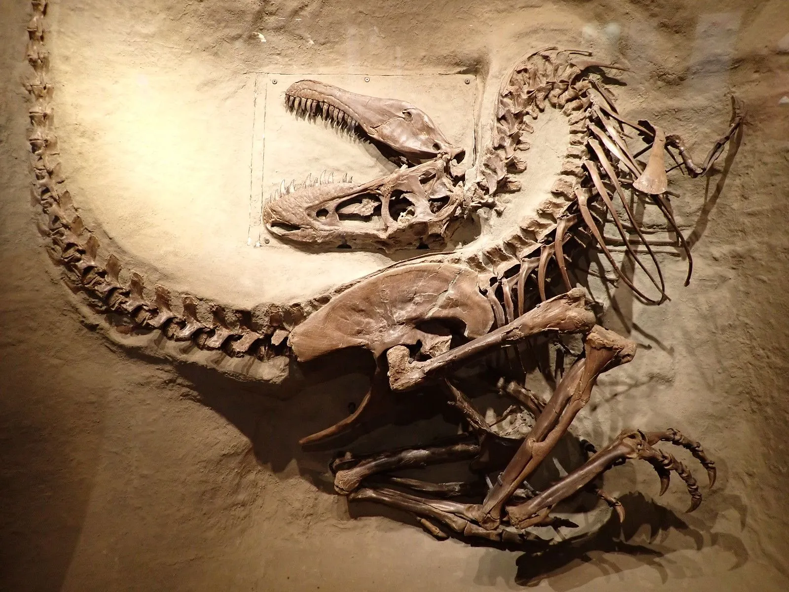 Prehistoric Beast of the Week: Gorgosaurus: Beast of the Week