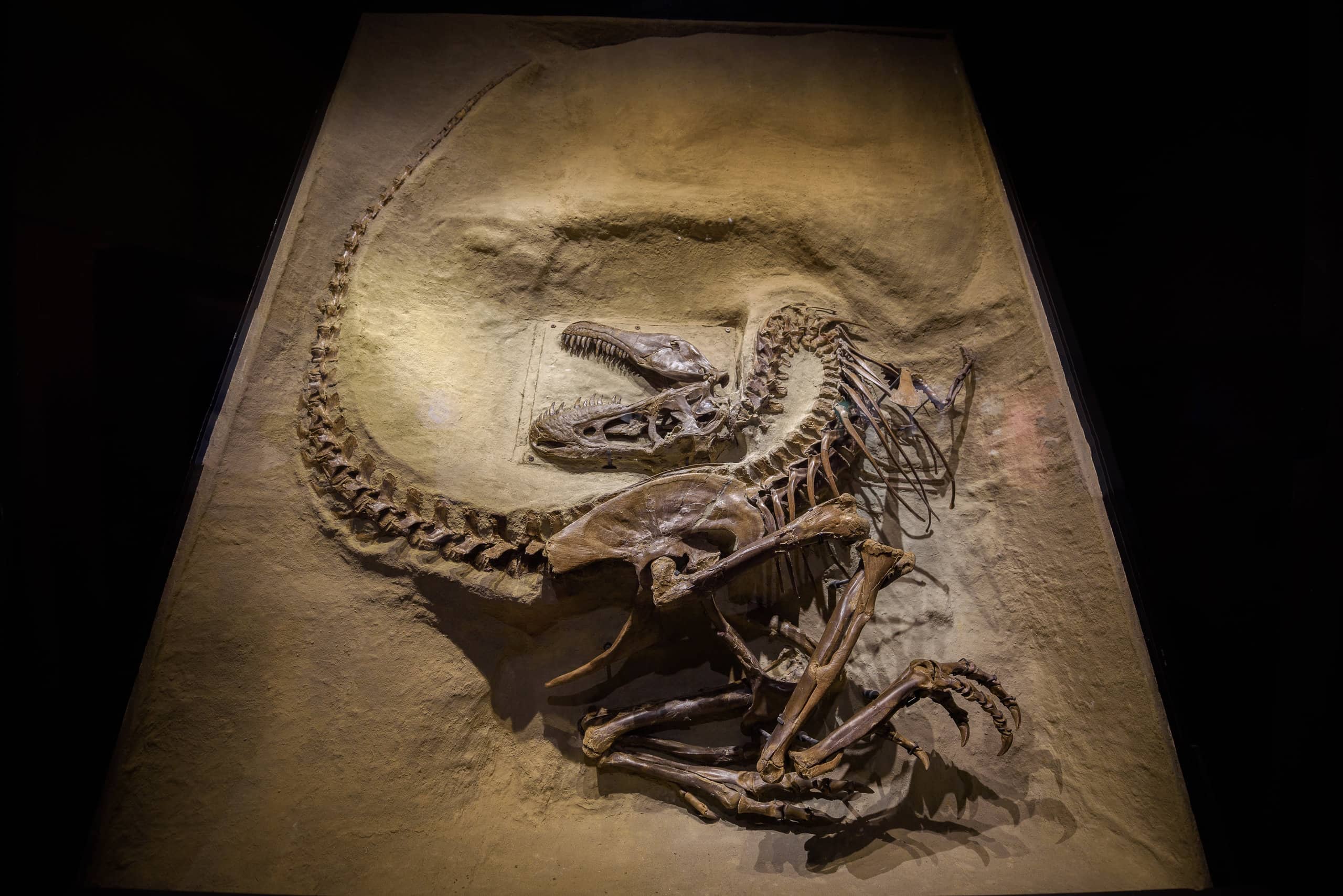 Gorgosaurus Animal Facts Z Animals