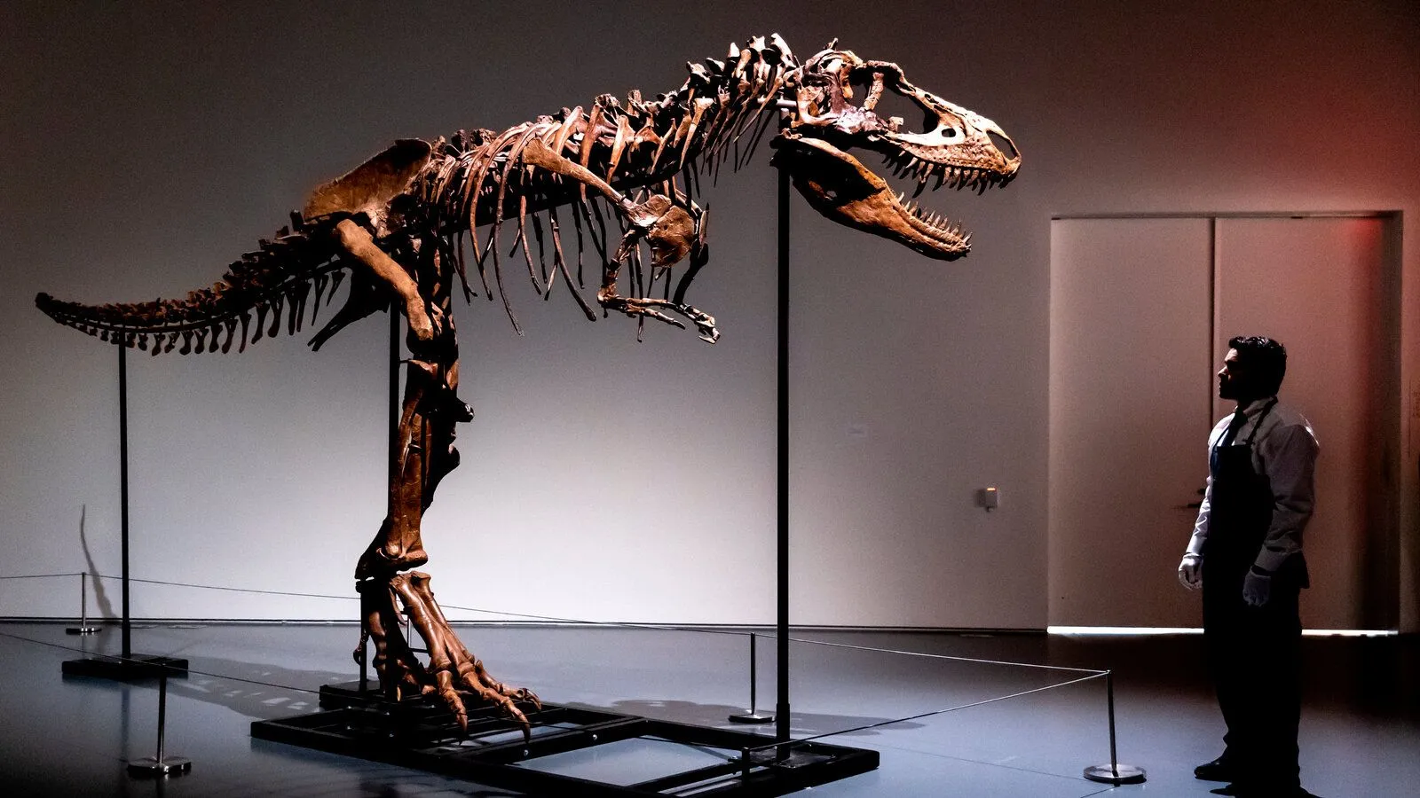 Skeleton of a Gorgosaurus Sells at Auction for $6.1 Million