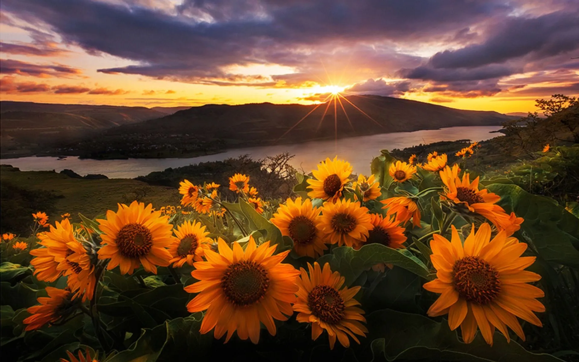 Sunflower Sunrise Over Mountain Lake