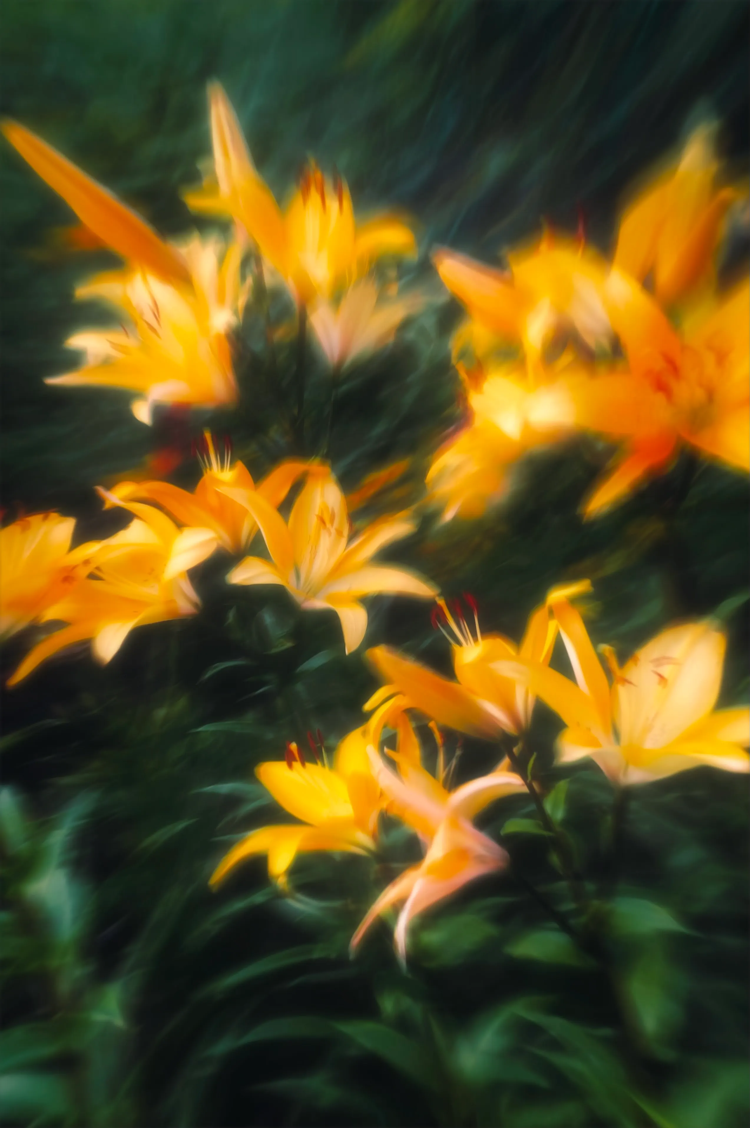 Yellow Lily Photo, Download The BEST Free Yellow Lily & HD Image