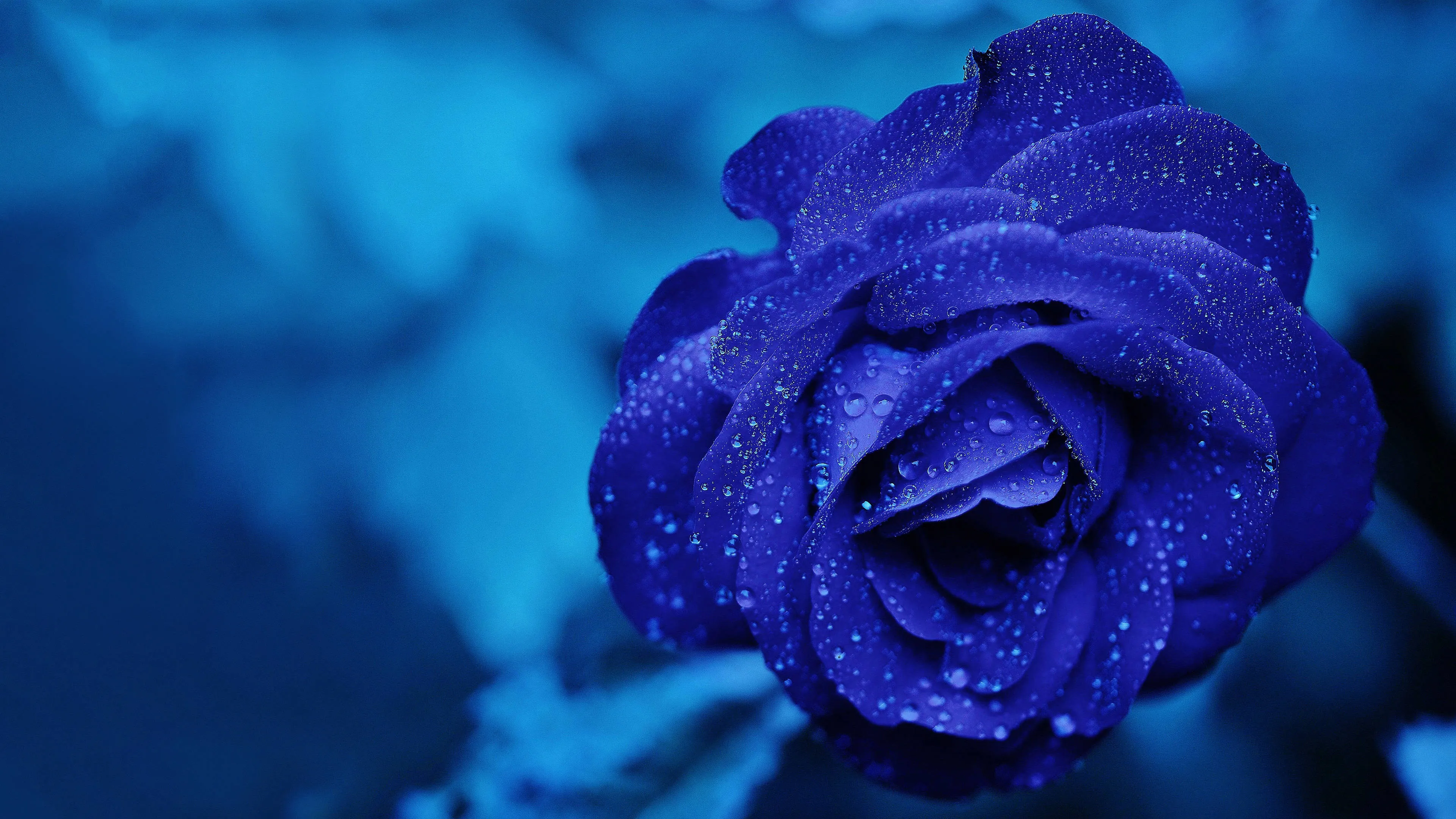 Download Blue Rose Chromebook Background Wallpaper