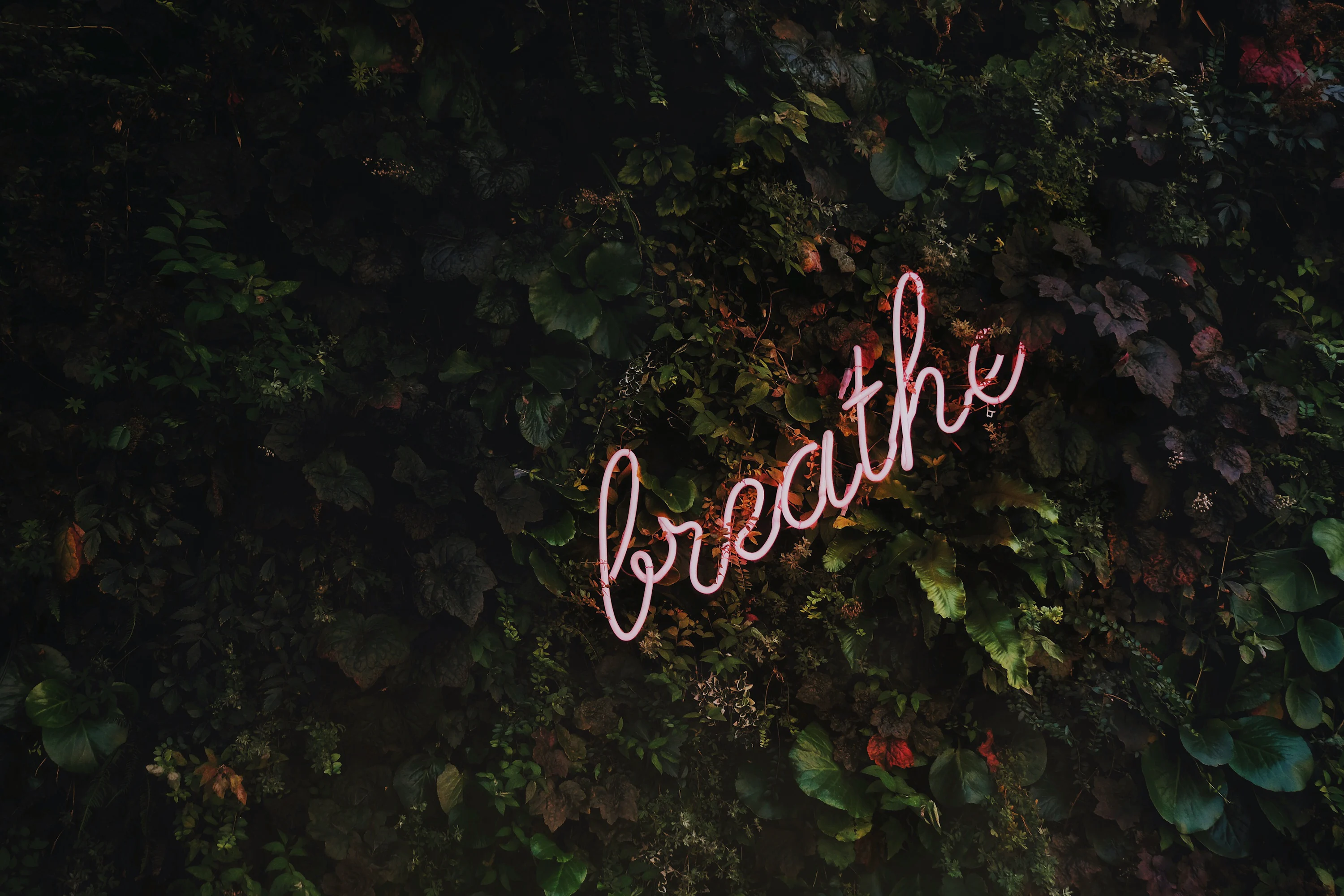 Girly Wallpaper: Free HD Download [4K]