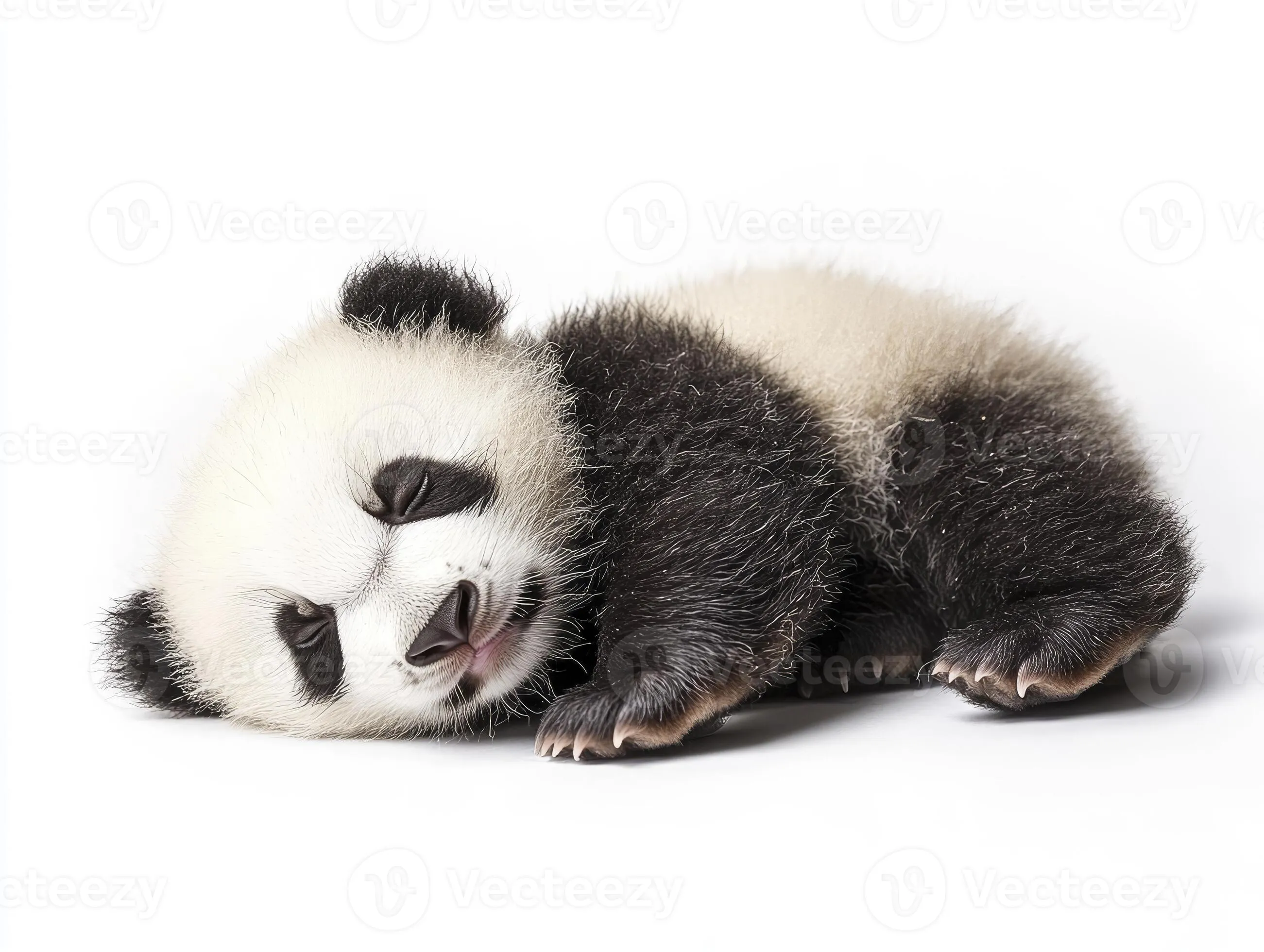 Sleeping Giant Panda Cub on White Background Adorable Animal Portrait