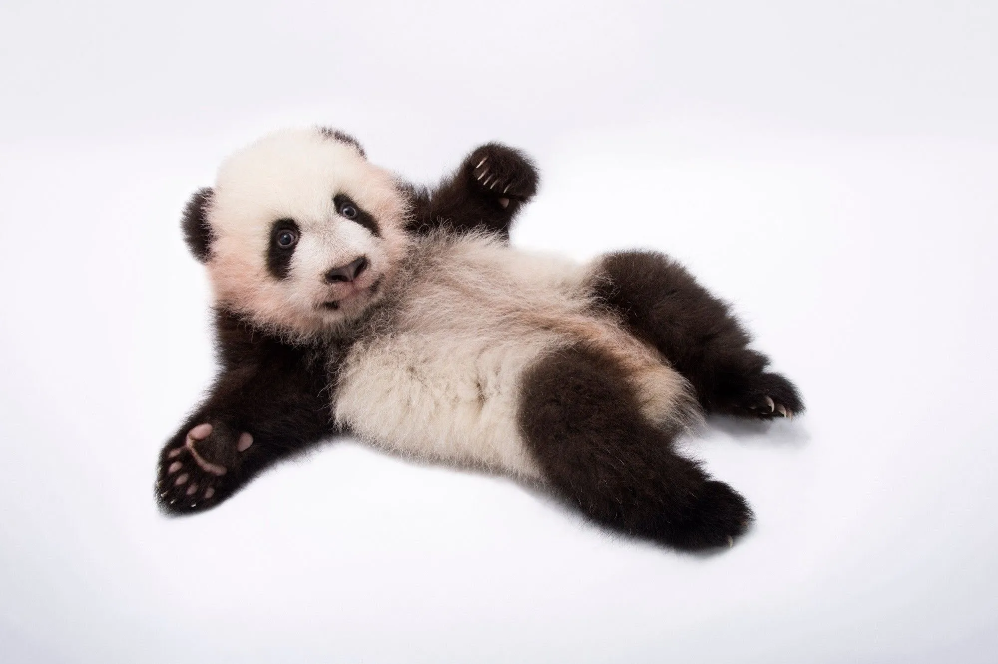 Federally Endangered Giant Panda Cub (Ailuropoda melanoleuca)