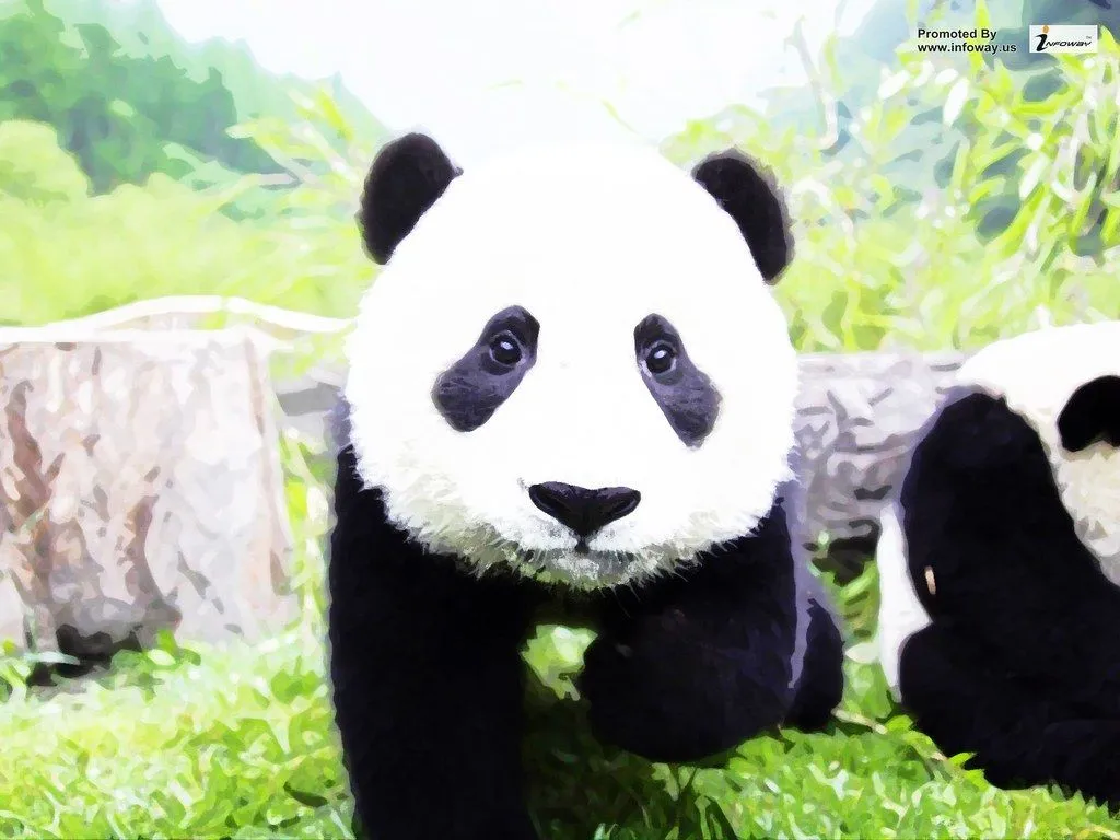 Animals wild panda cub bear wallpaper. Animals wild panda c