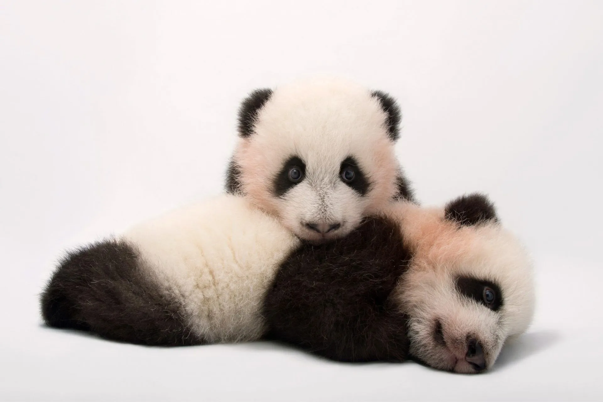 Giant Panda Cubs (Ailuropoda melanoleuca)