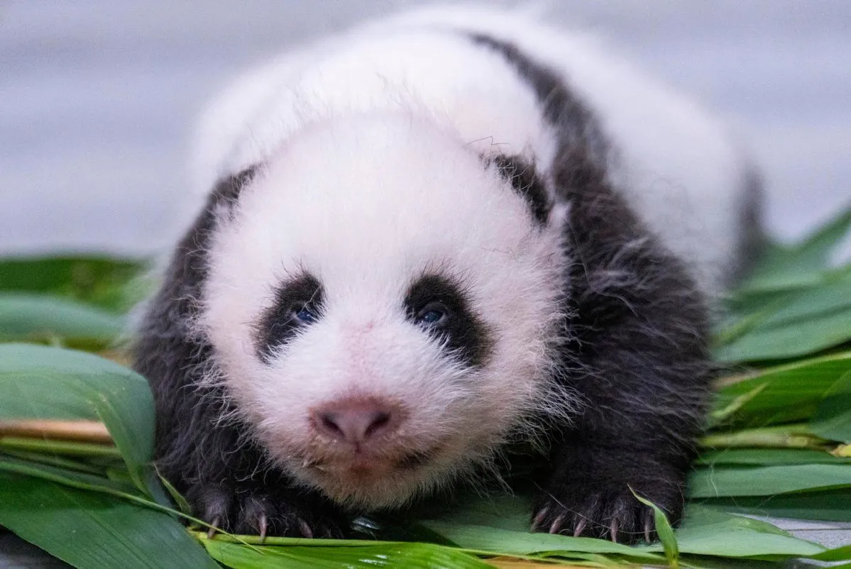 In pics: newborn giant panda cub in S. Korea's Everland