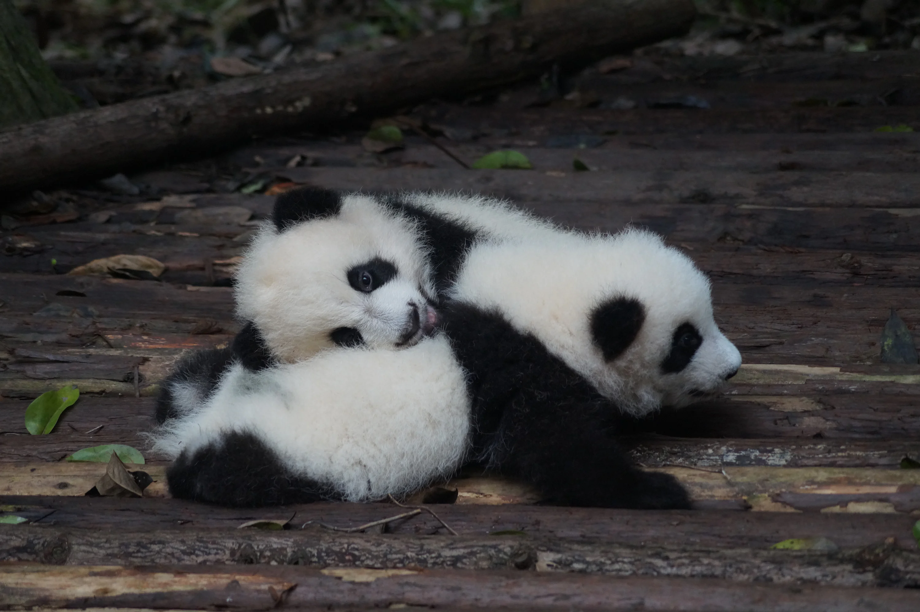 Baby Panda Picture. Download Free Image