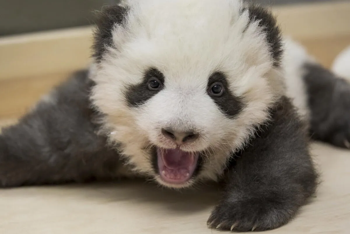 Twice as cute: Berlin zoo releases new photo of panda twins Angeles Times