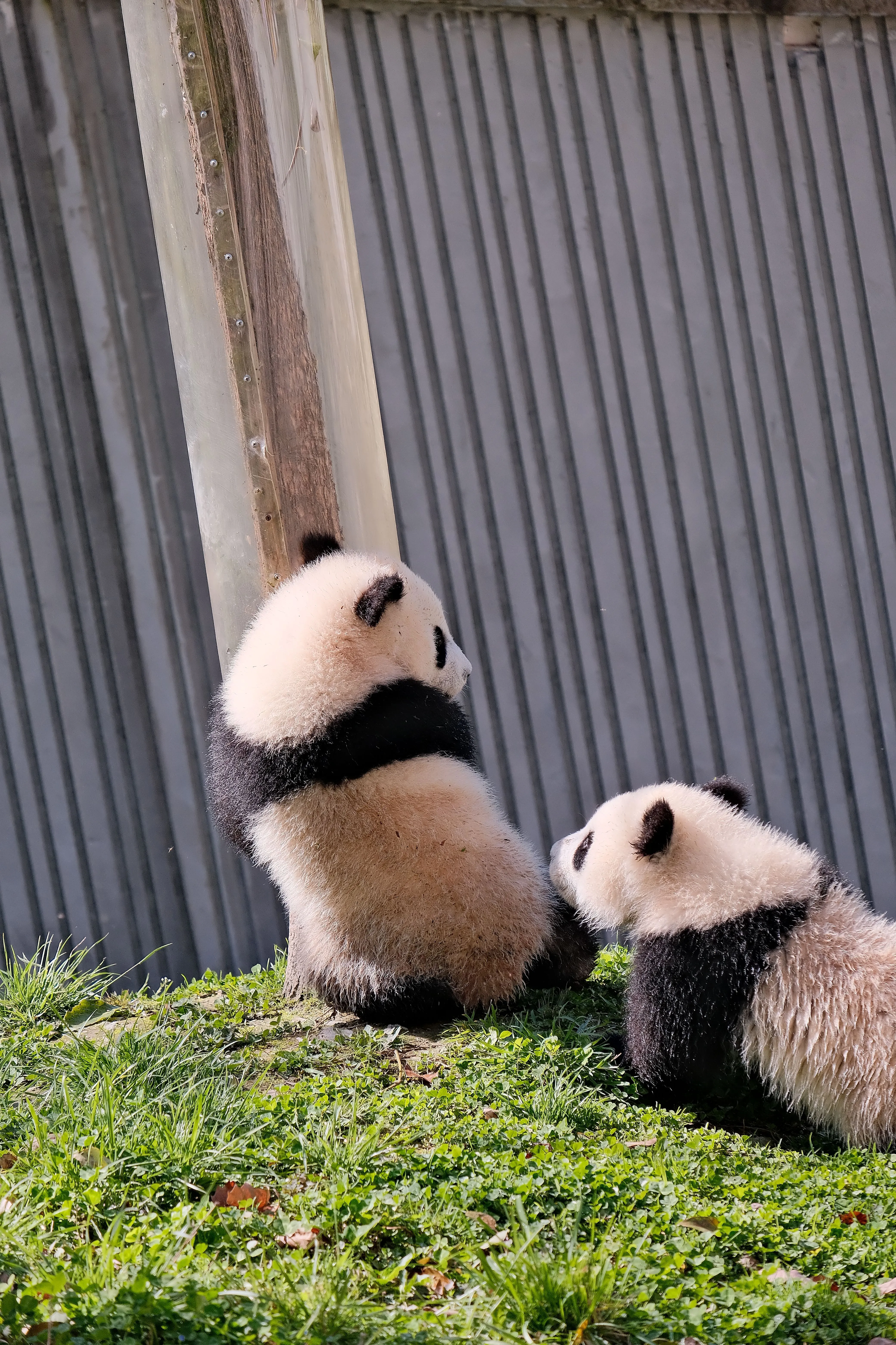 Baby Panda Photo, Download The BEST Free Baby Panda & HD Image