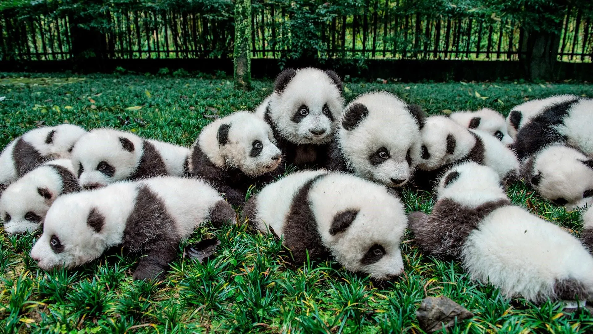 Cute panda babies