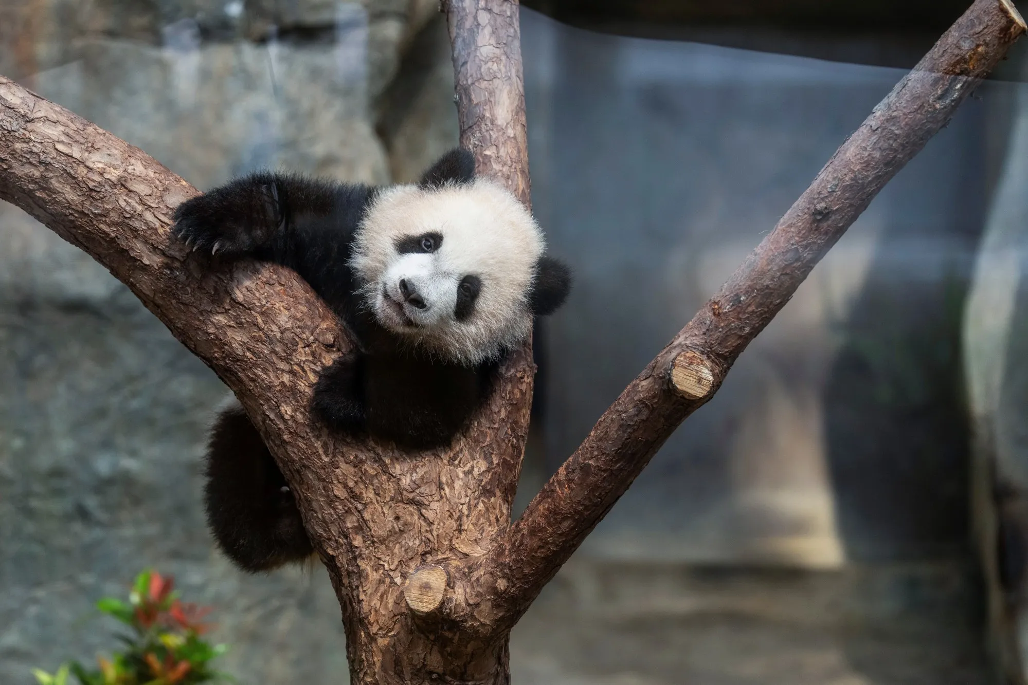 PHOTOS: 6 Month Old Twin Panda Cubs Climb And Sleep At Their Debut In Hong Kong