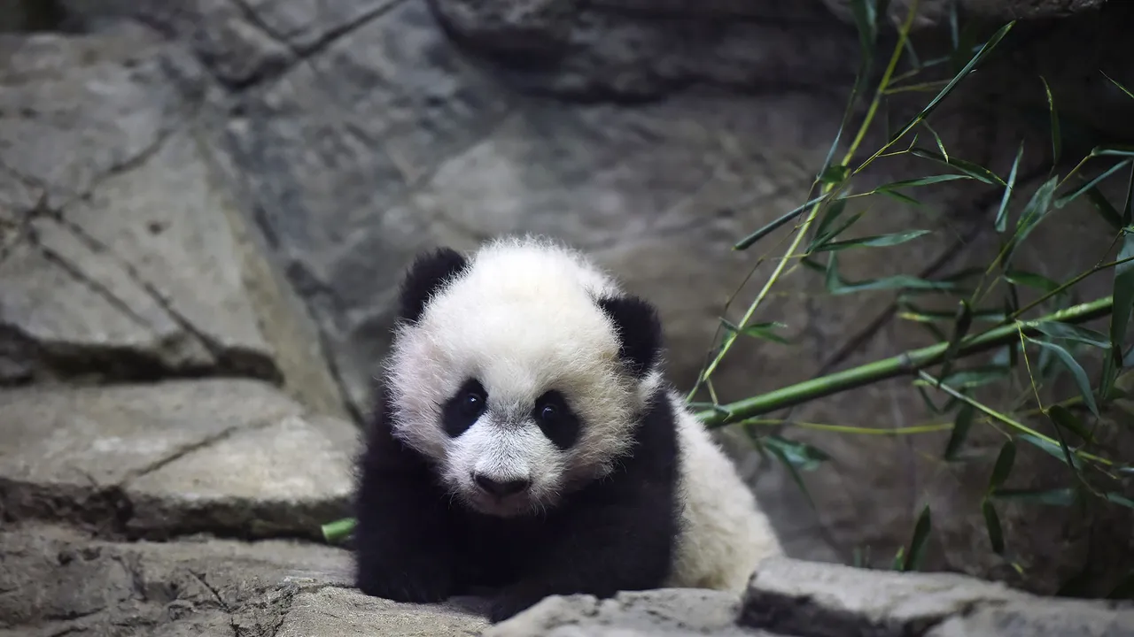 Washington's Panda Obsession. The New Yorker