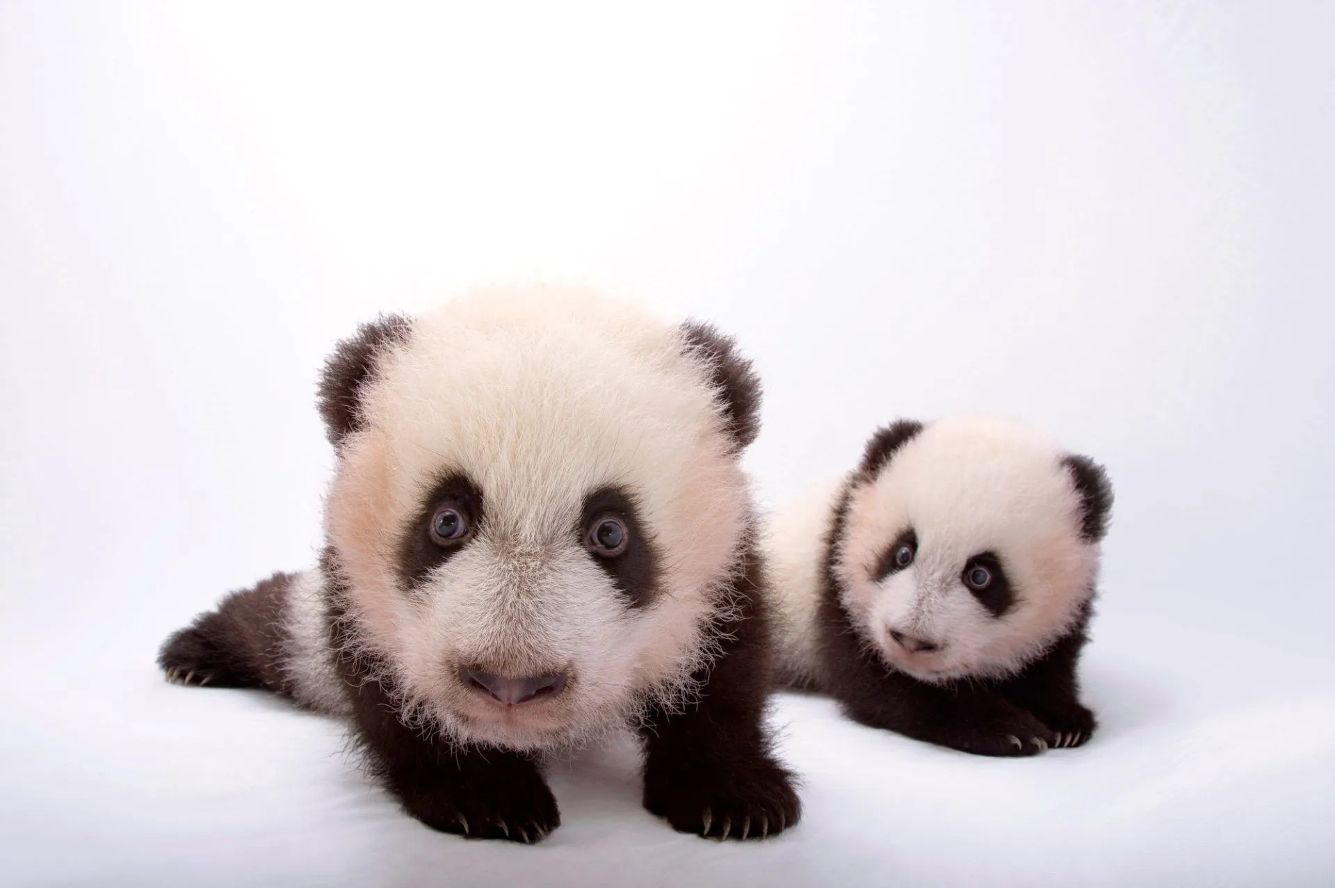 Giant Panda Cubs (Ailuropoda melanoleuca)