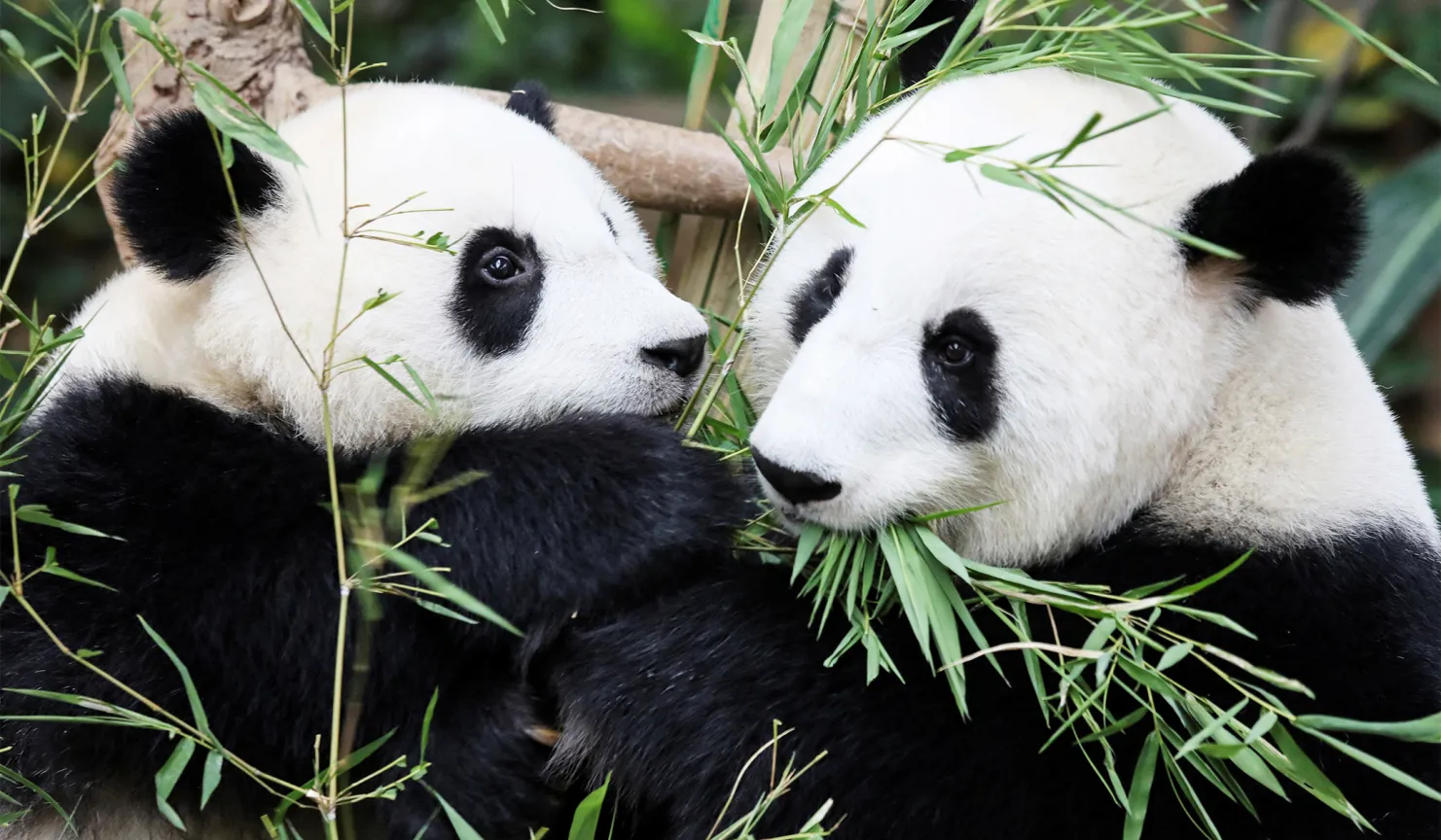 PHOTOS: Giant Pandas