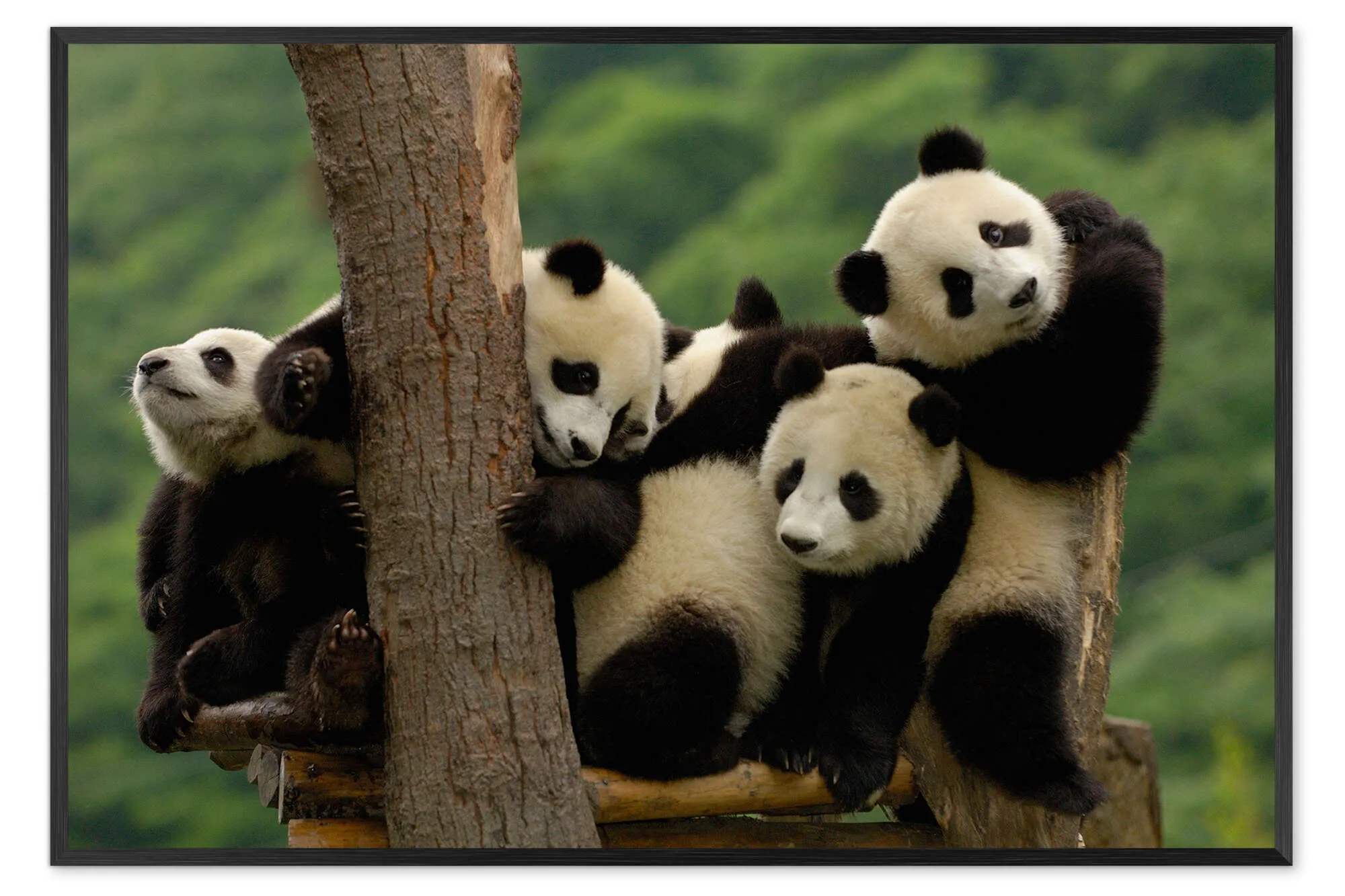 Giant Panda Cubs