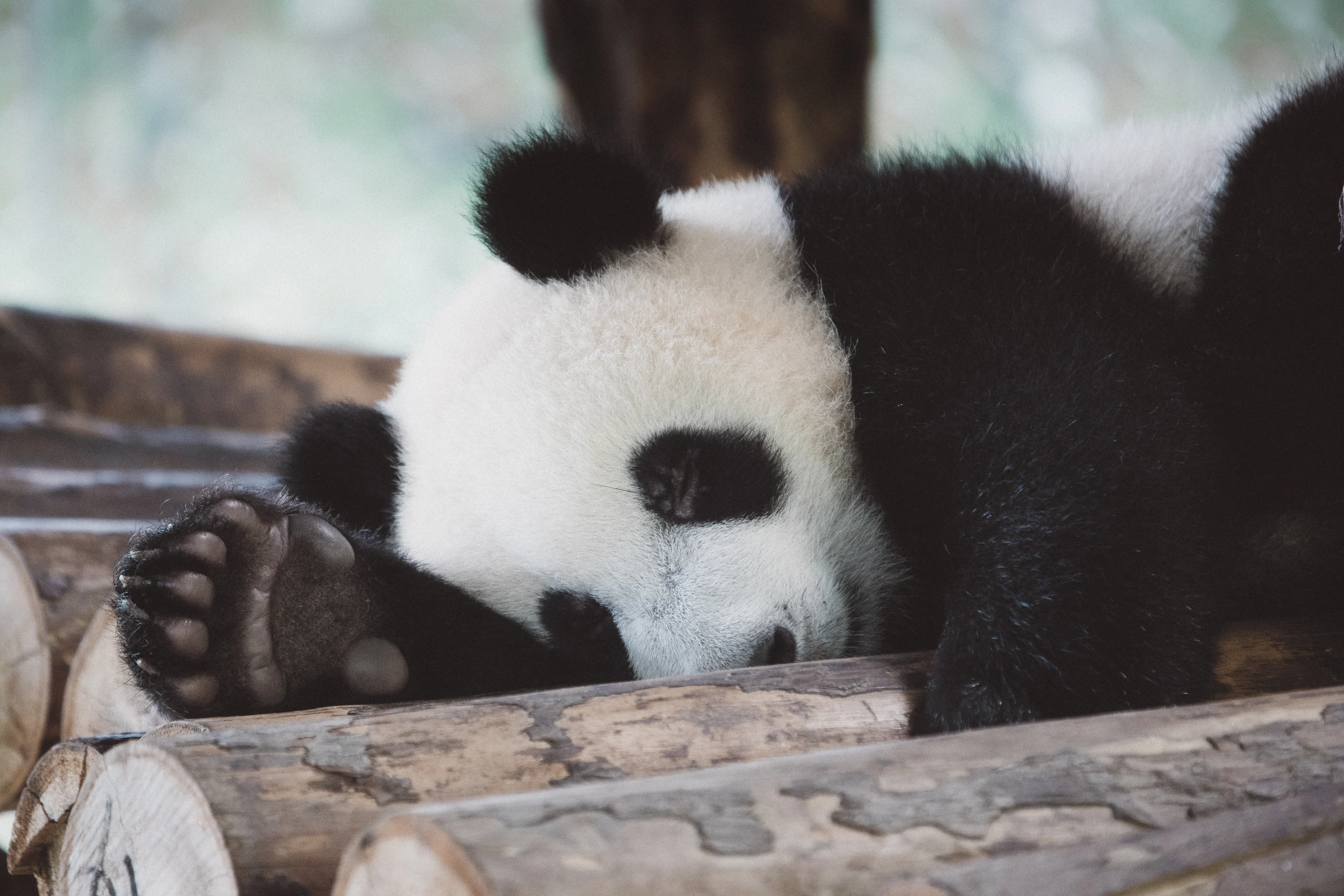 Baby Panda Picture. Download Free Image