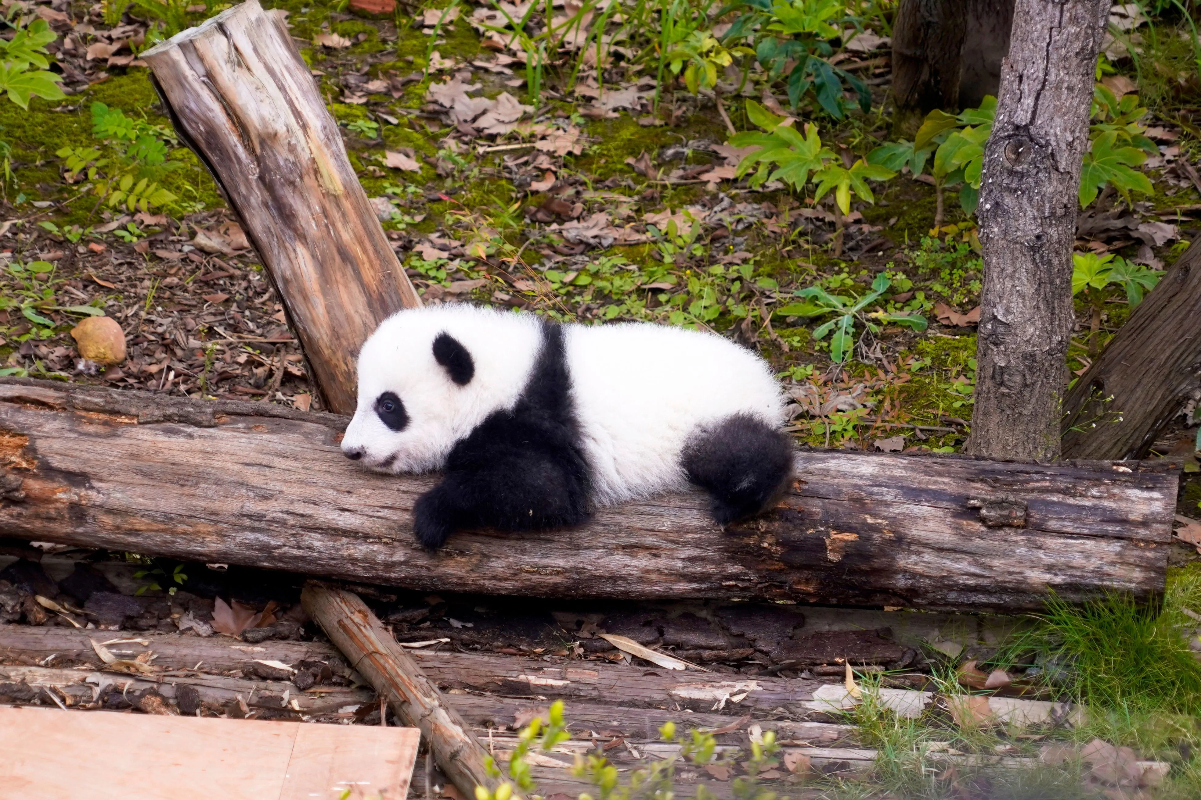 Young Panda Photo, Download The BEST Free Young Panda & HD Image