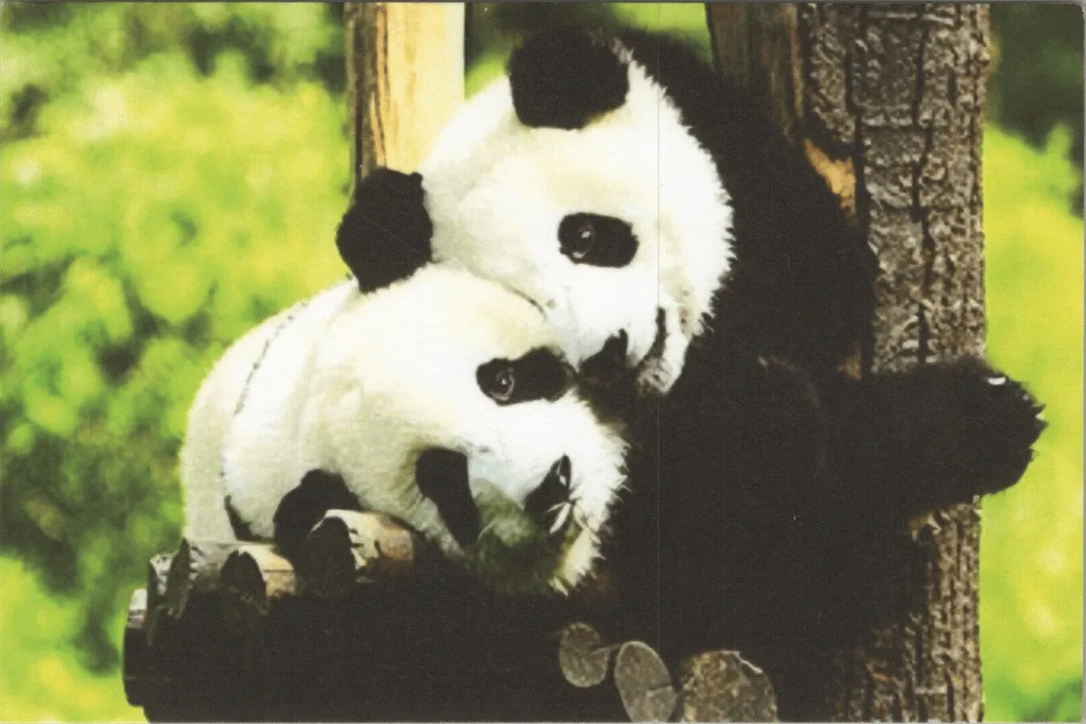 Panda Cubs Hugging a Tree China NEW 2024 Postcard UNP 11601.3