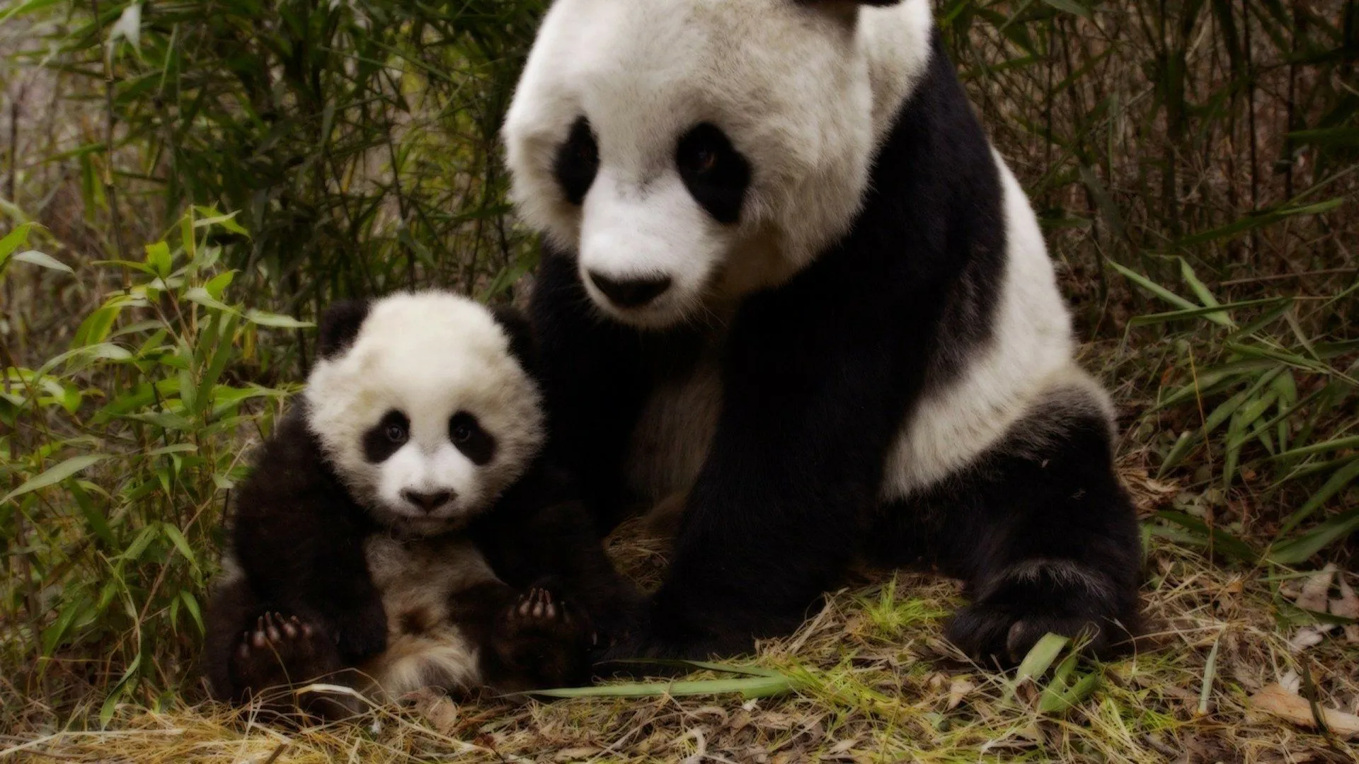 Adorable Panda Cub in Bamboo Forest