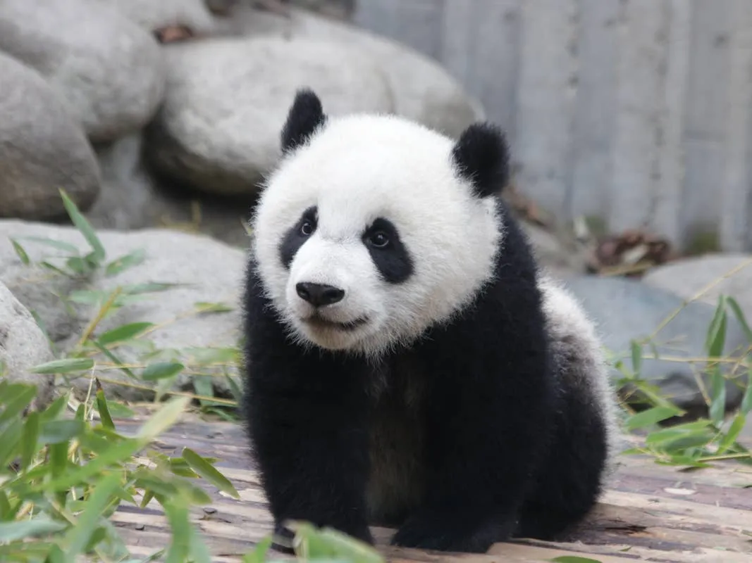 Newborn Panda Cubs Make Their Debut to Public in Absolutely Precious Video