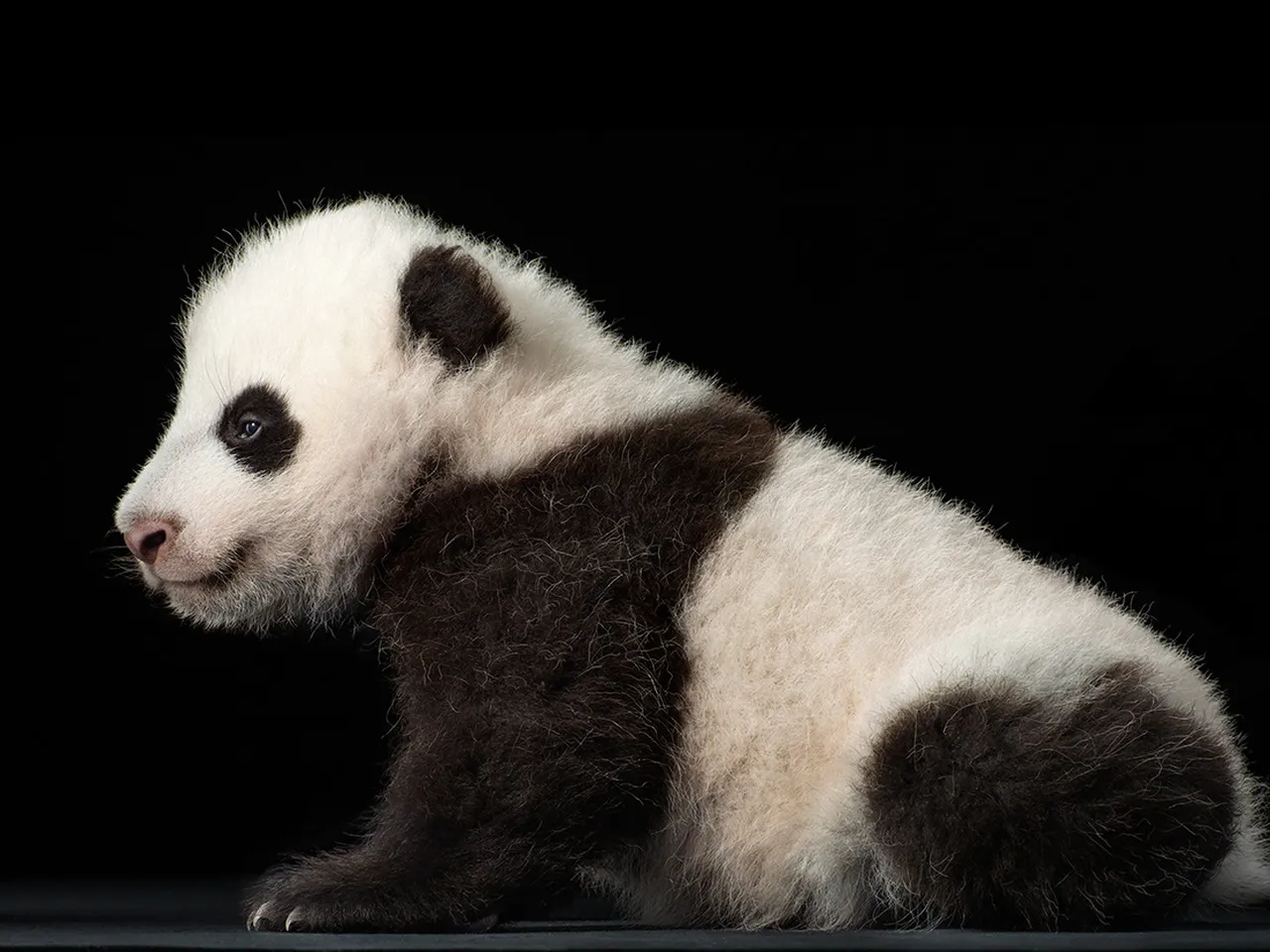 Get Up Close and Personal with Bao Bao in Amazing New Photo