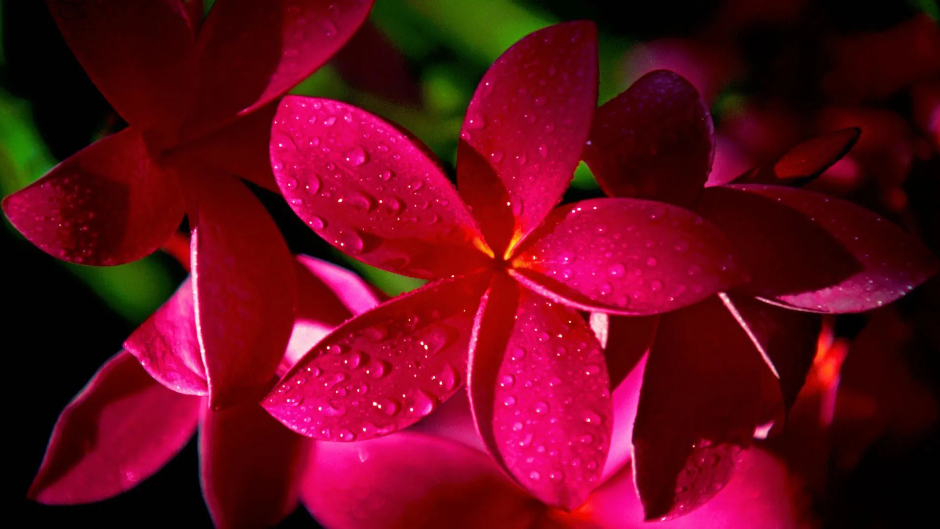 Desktop wallpaper: Earth, Frangipani, Close Up, Flower, Nature, Pink Flower, Plumeria, Water Drop 4K free download for PC. 1499327