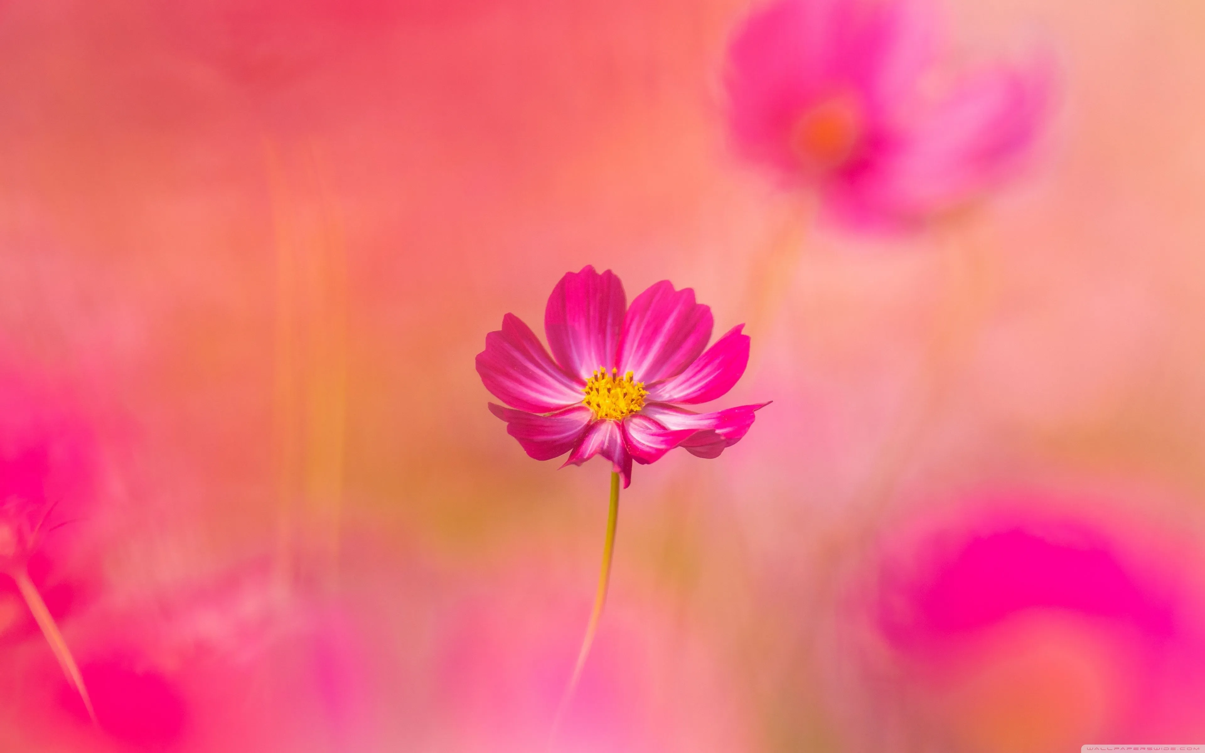 Beautiful Flower Background 4K UHD Wallpaper for UltraHD Desktop and TV, Widescreen and UltraWide Display, Dual and Triple Monitor, Smartphone and Tablet Devices