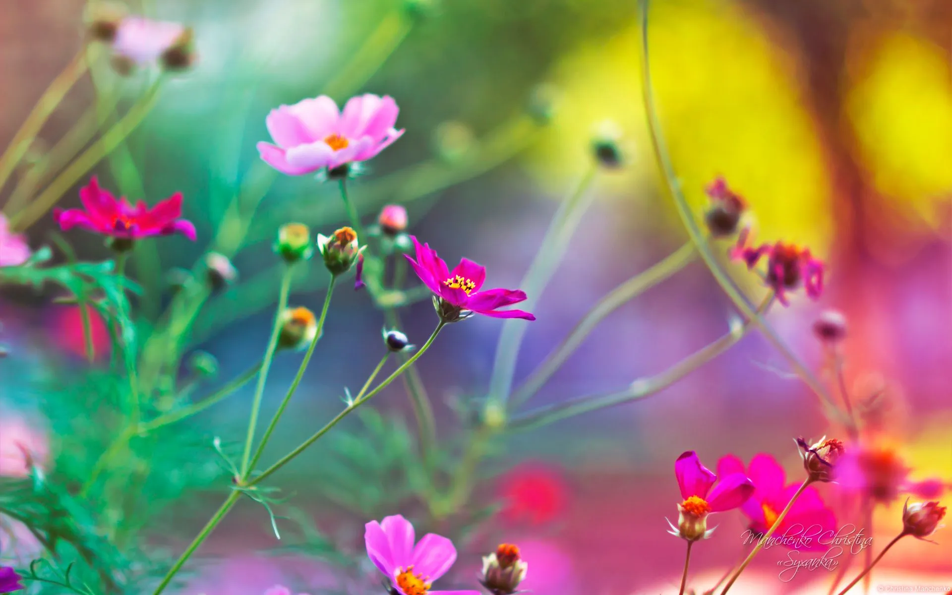 An excellent flower wallpaper for Windows 8